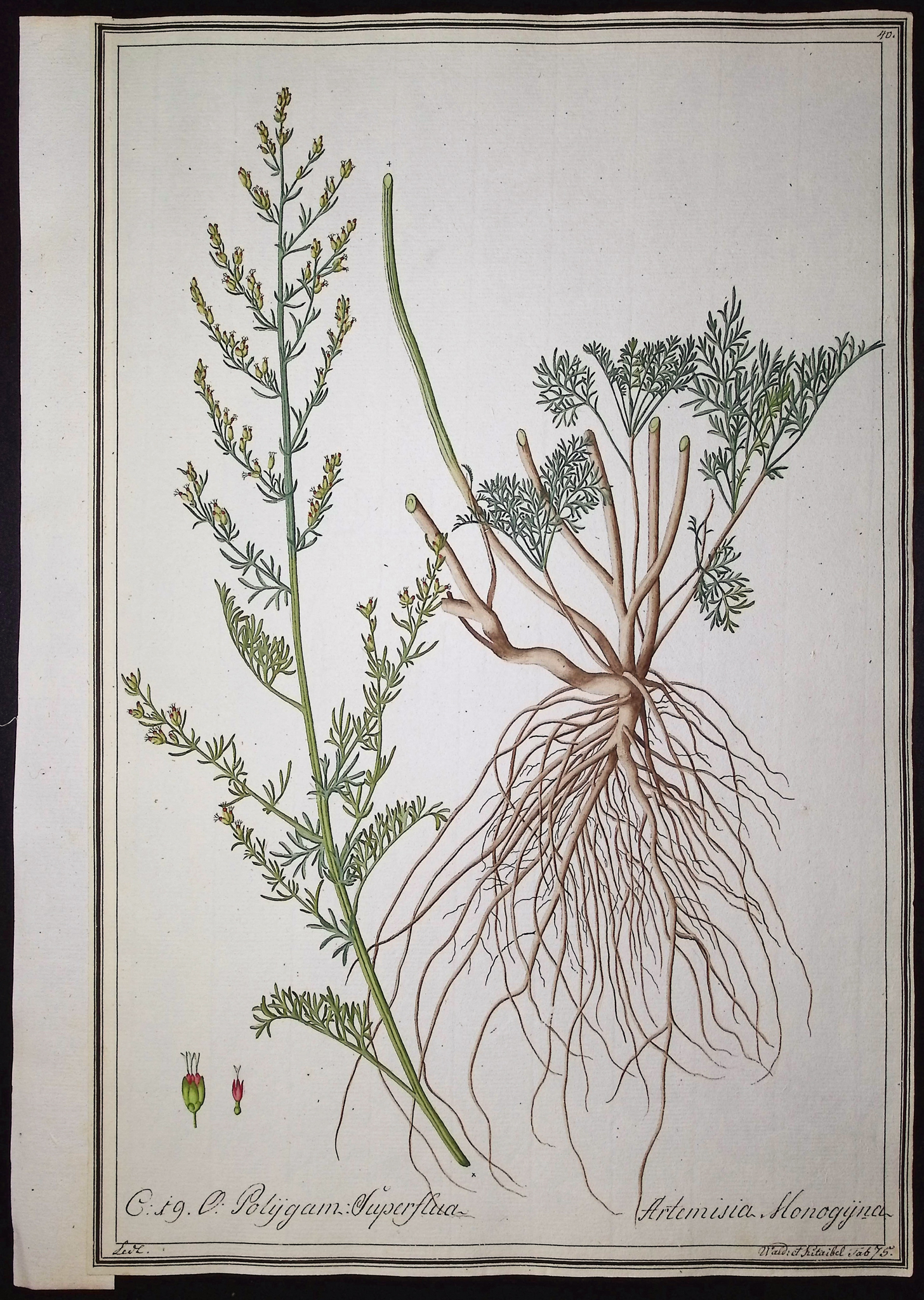 8 Original Botanical Watercolors (according to Linnaeus system)