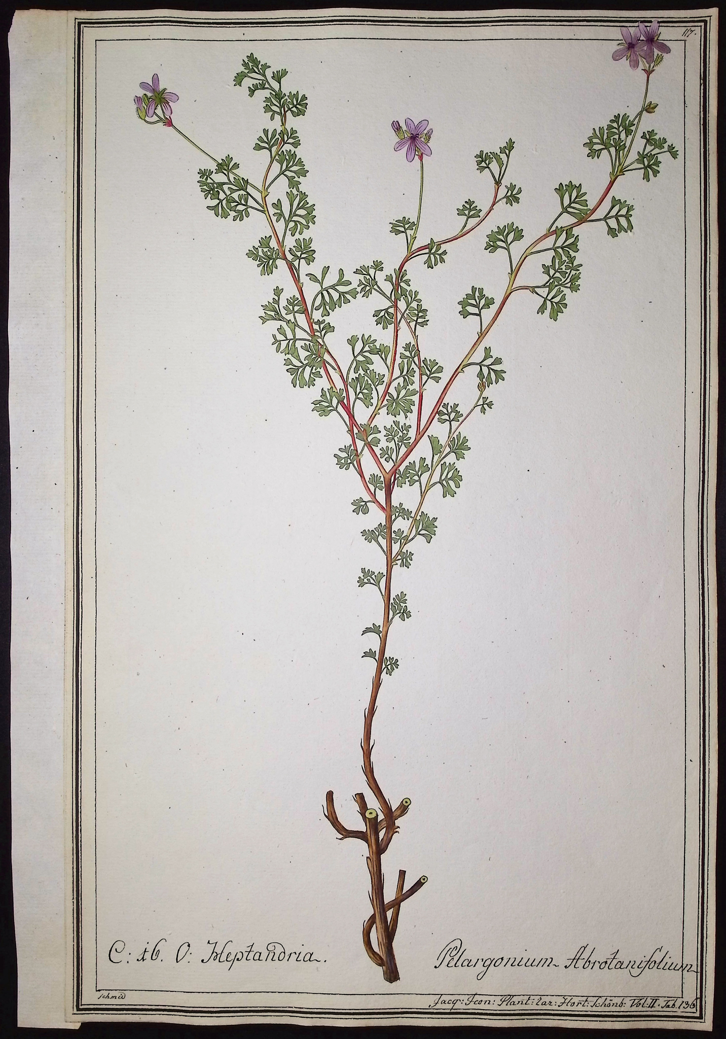 8 Original Botanical Watercolors (according to Linnaeus system)