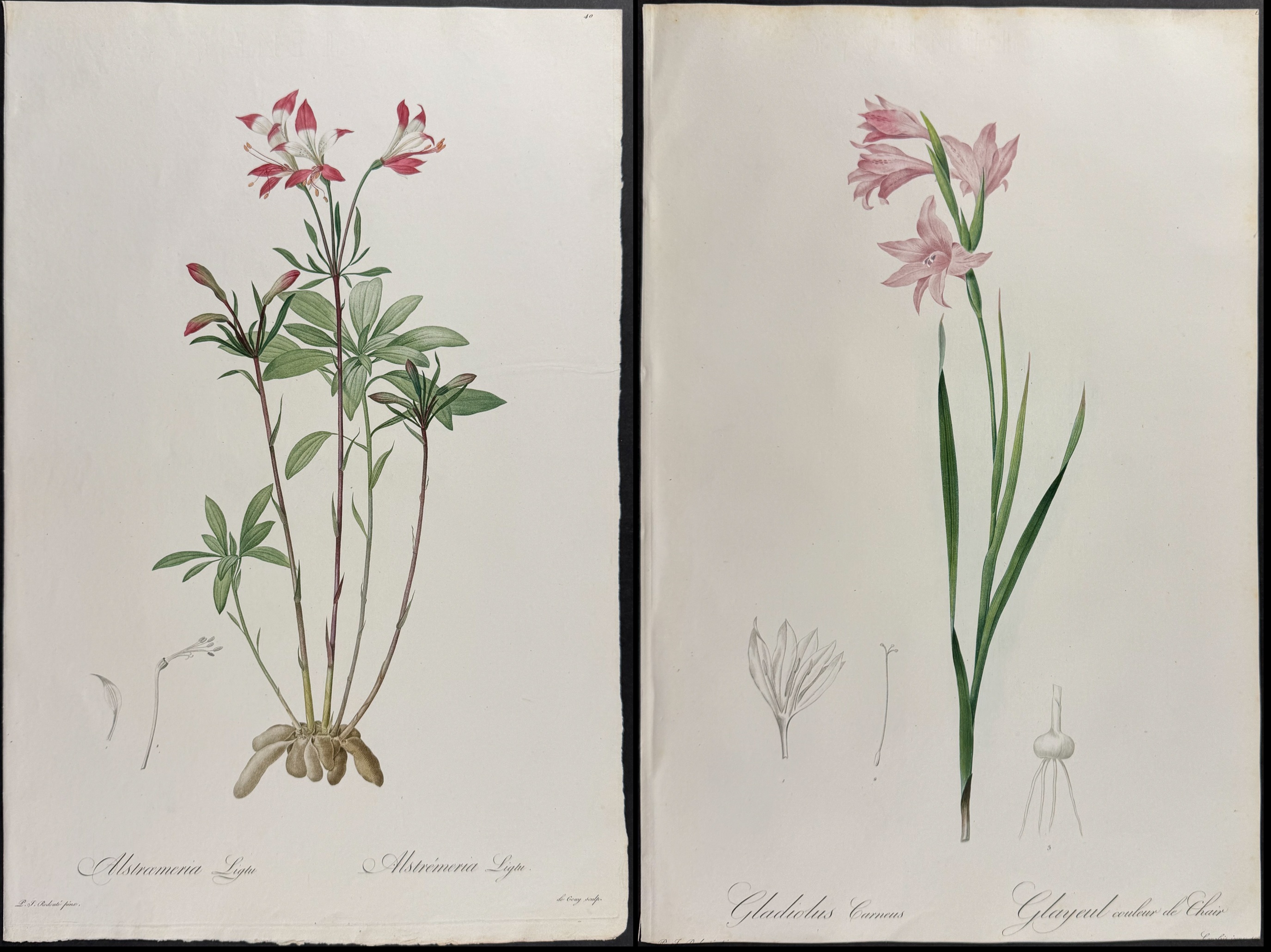 Redoute, Folio - Pair of Botanical Engravings