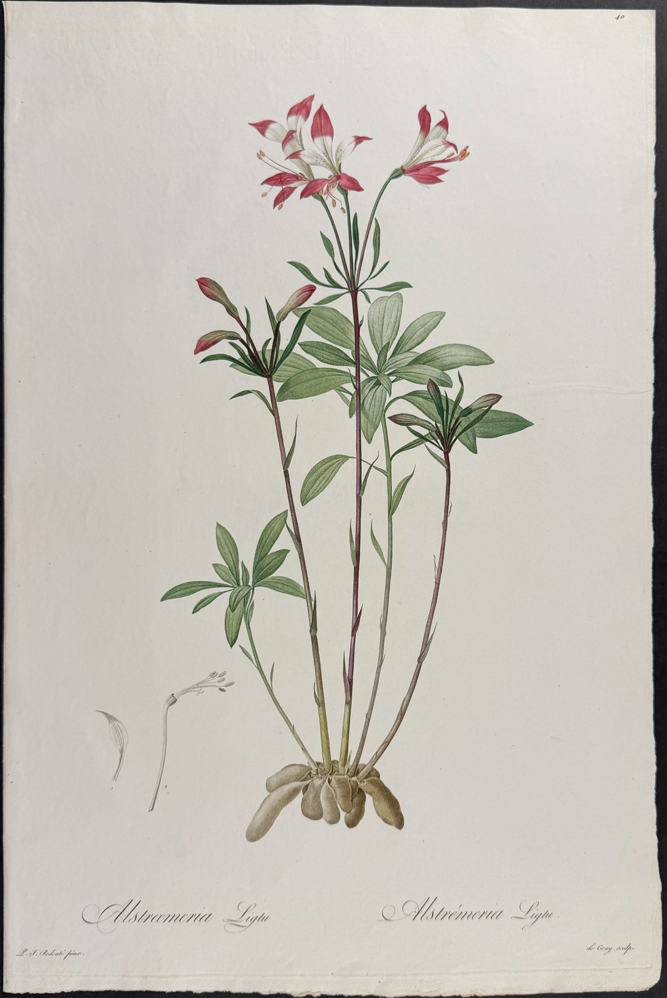 Redoute, Folio - Pair of Botanical Engravings