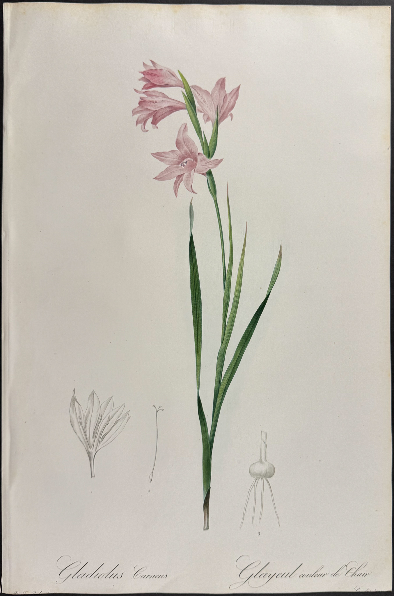 Redoute, Folio - Pair of Botanical Engravings