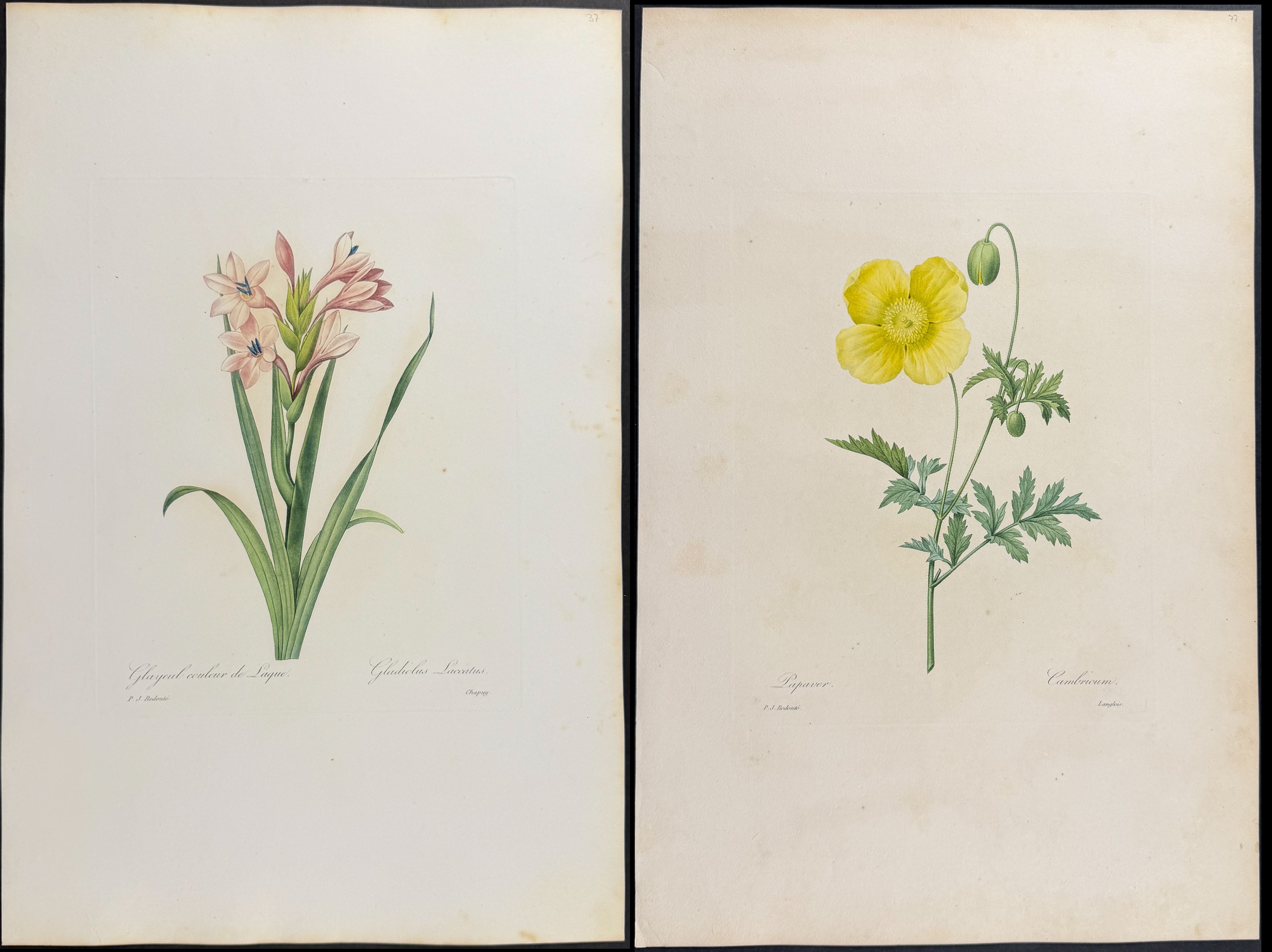 Redoute, Choix, Rare Folio - 7 Botanical Engravings
