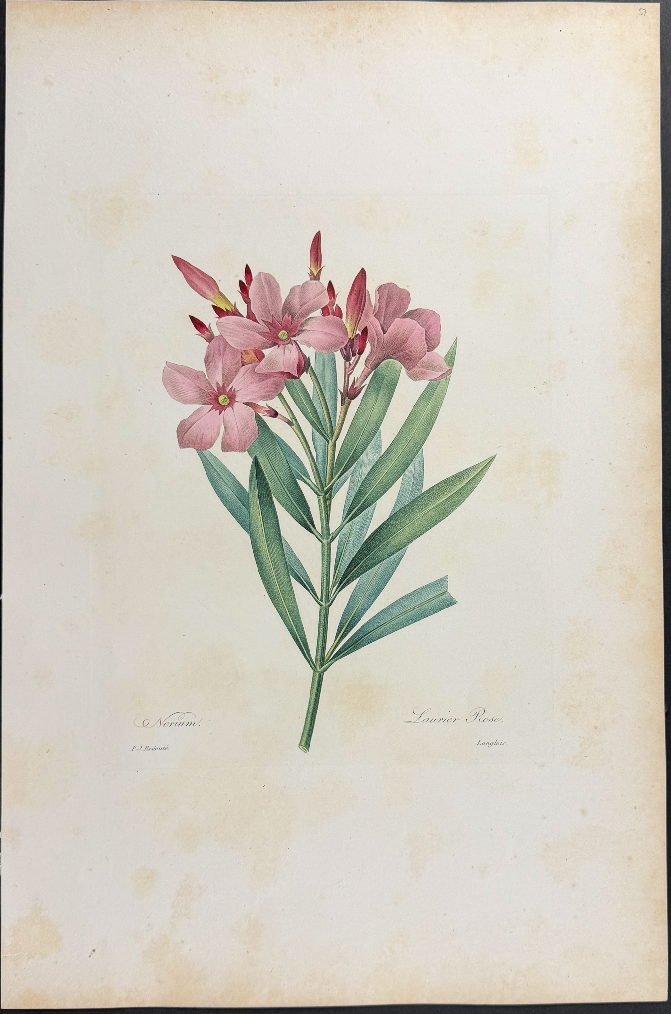 Redoute, Choix, Rare Folio - 7 Botanical Engravings