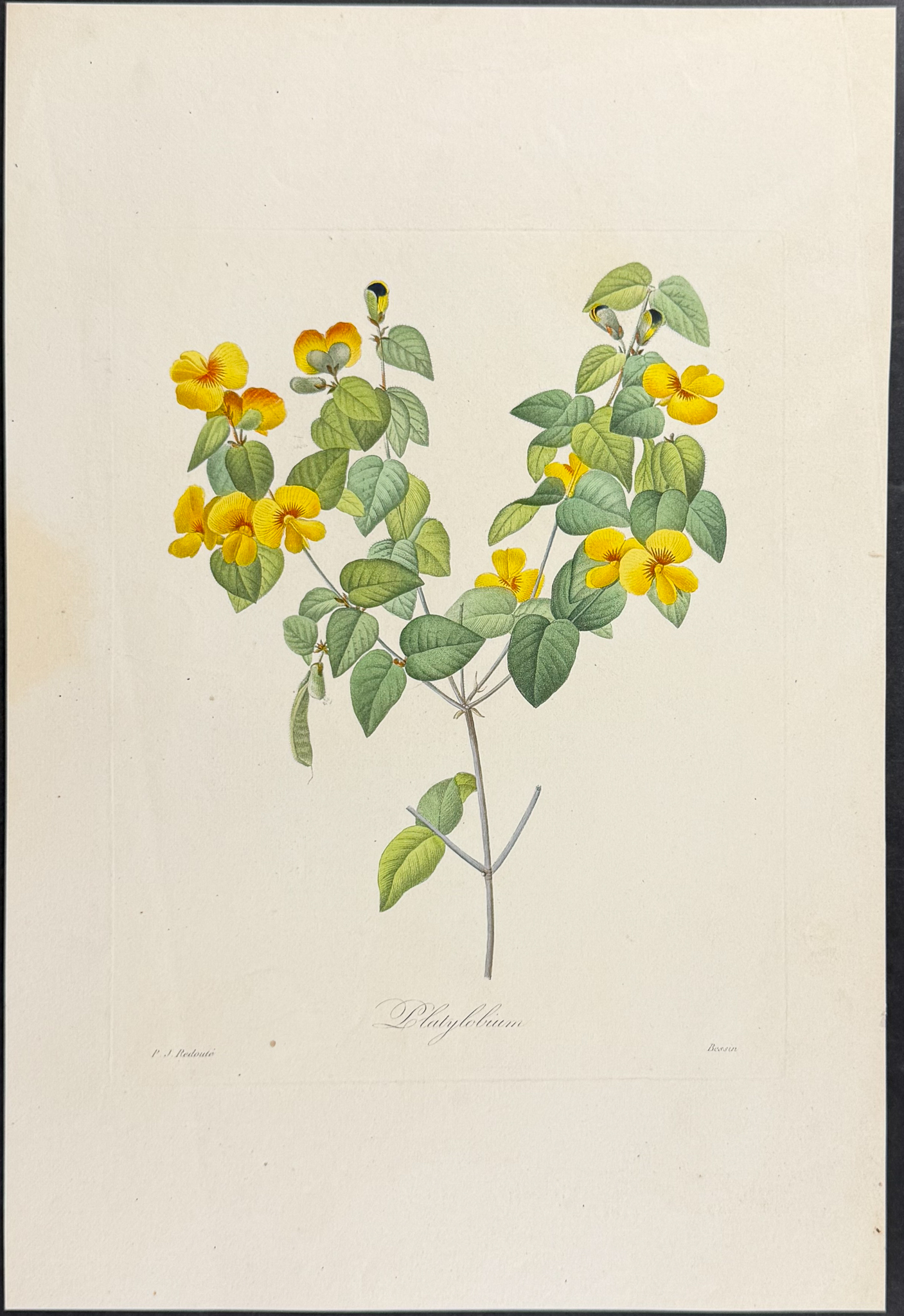 Redoute, Choix, Rare Folio - 7 Botanical Engravings