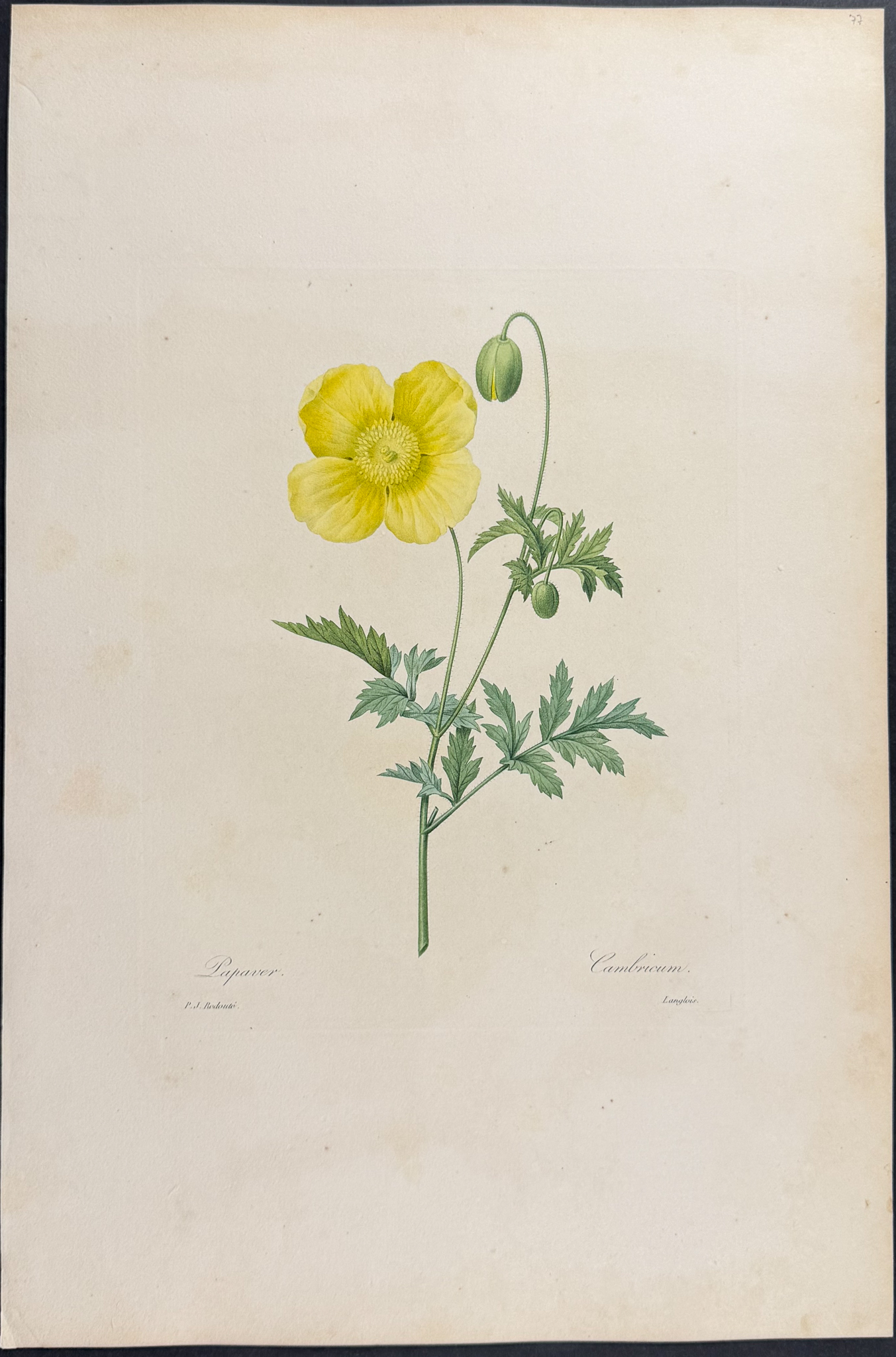 Redoute, Choix, Rare Folio - 7 Botanical Engravings
