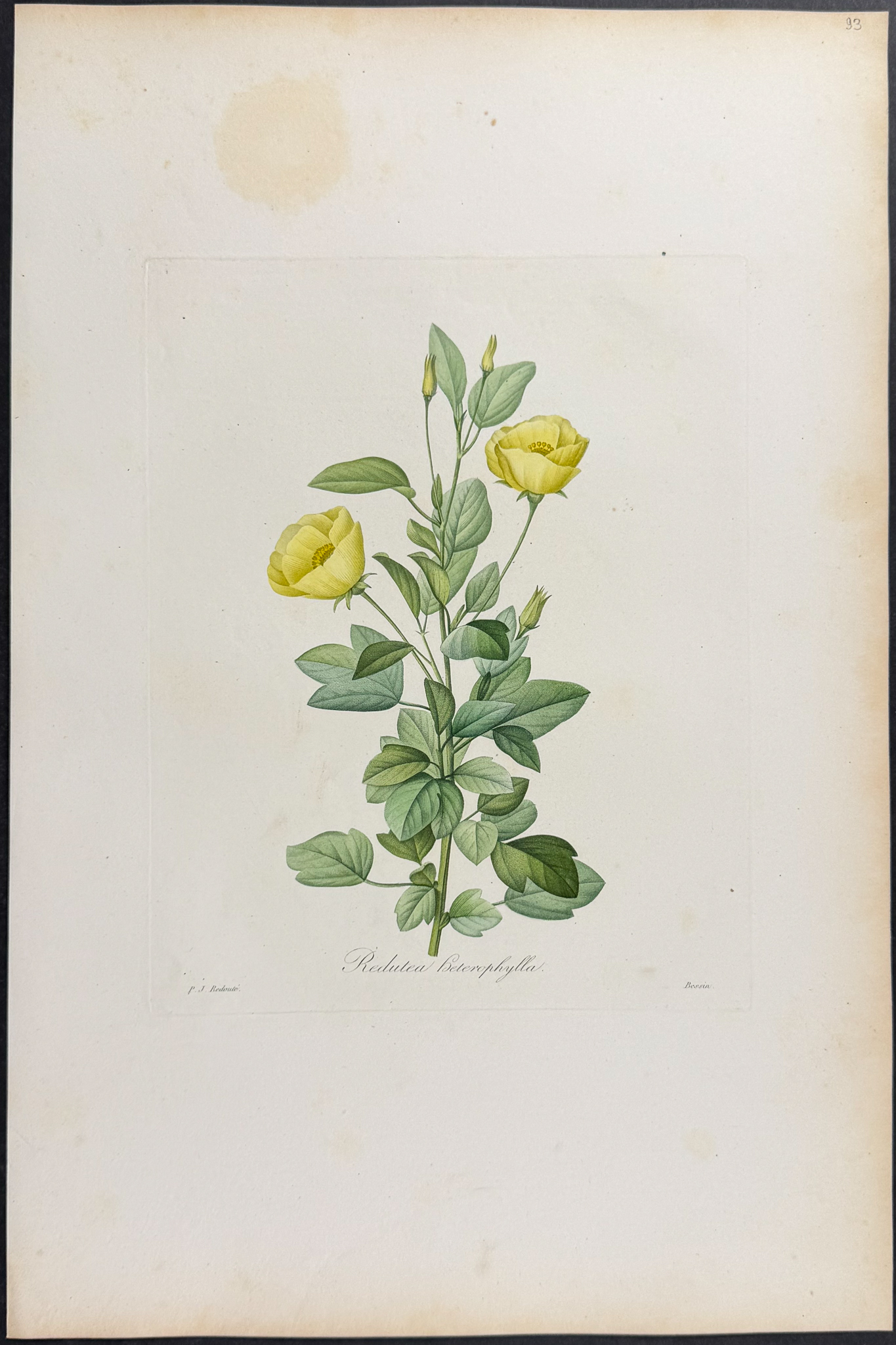 Redoute, Choix, Rare Folio - 7 Botanical Engravings
