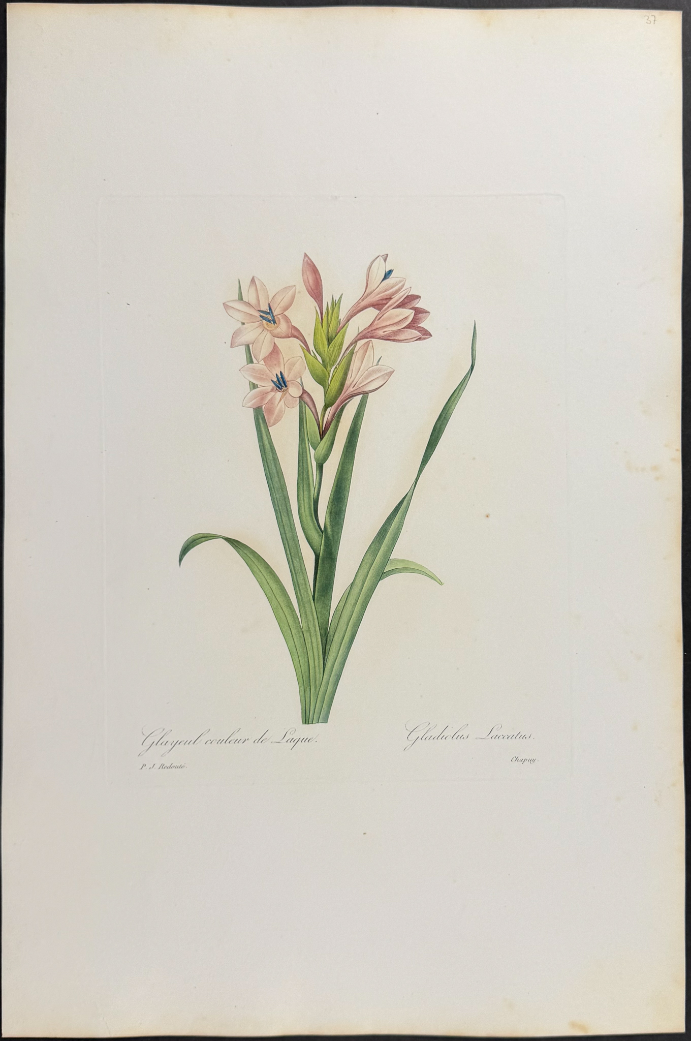 Redoute, Choix, Rare Folio - 7 Botanical Engravings