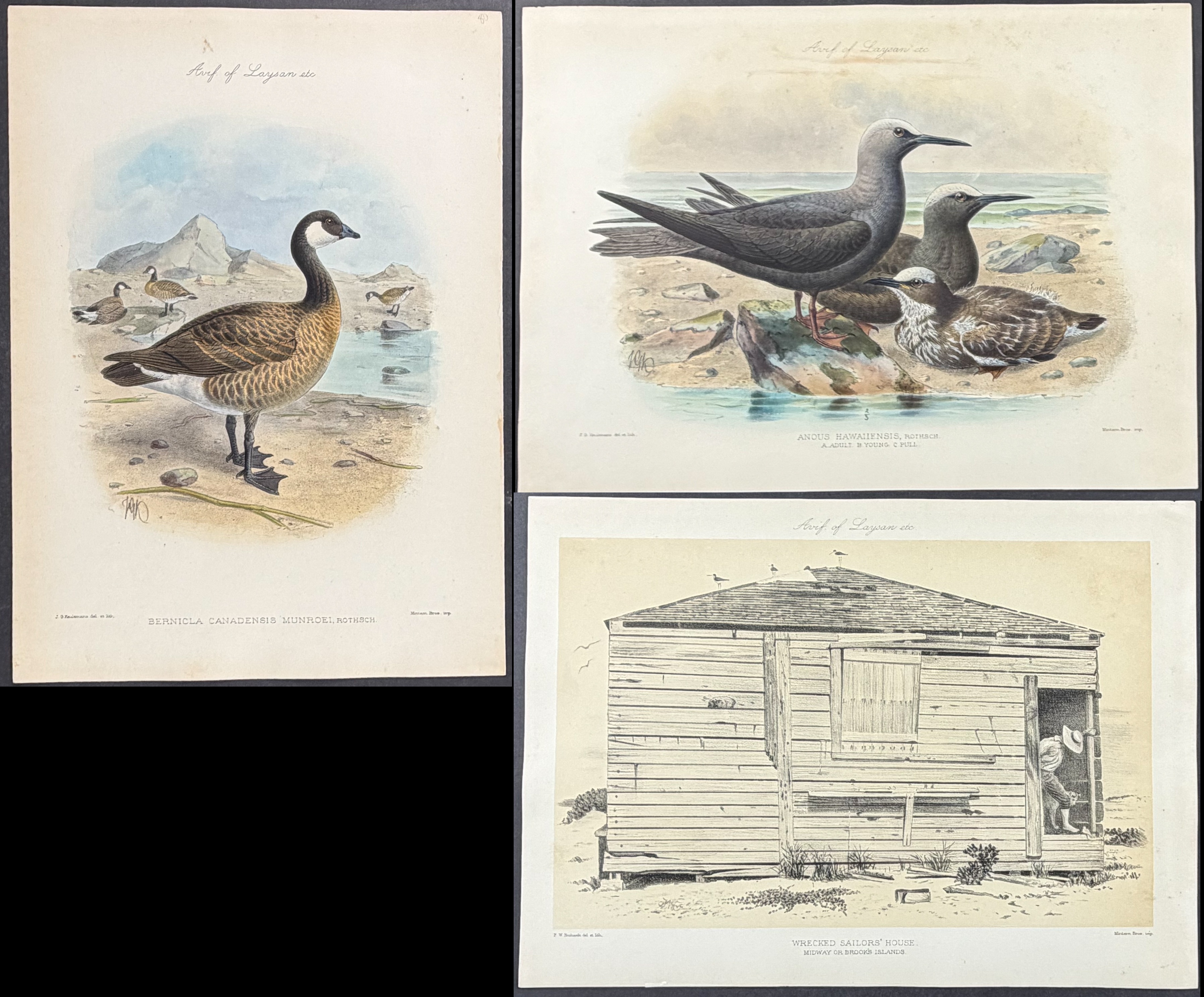 Rothschild & Keulemans, Hawaii - 5 Bird Lithographs