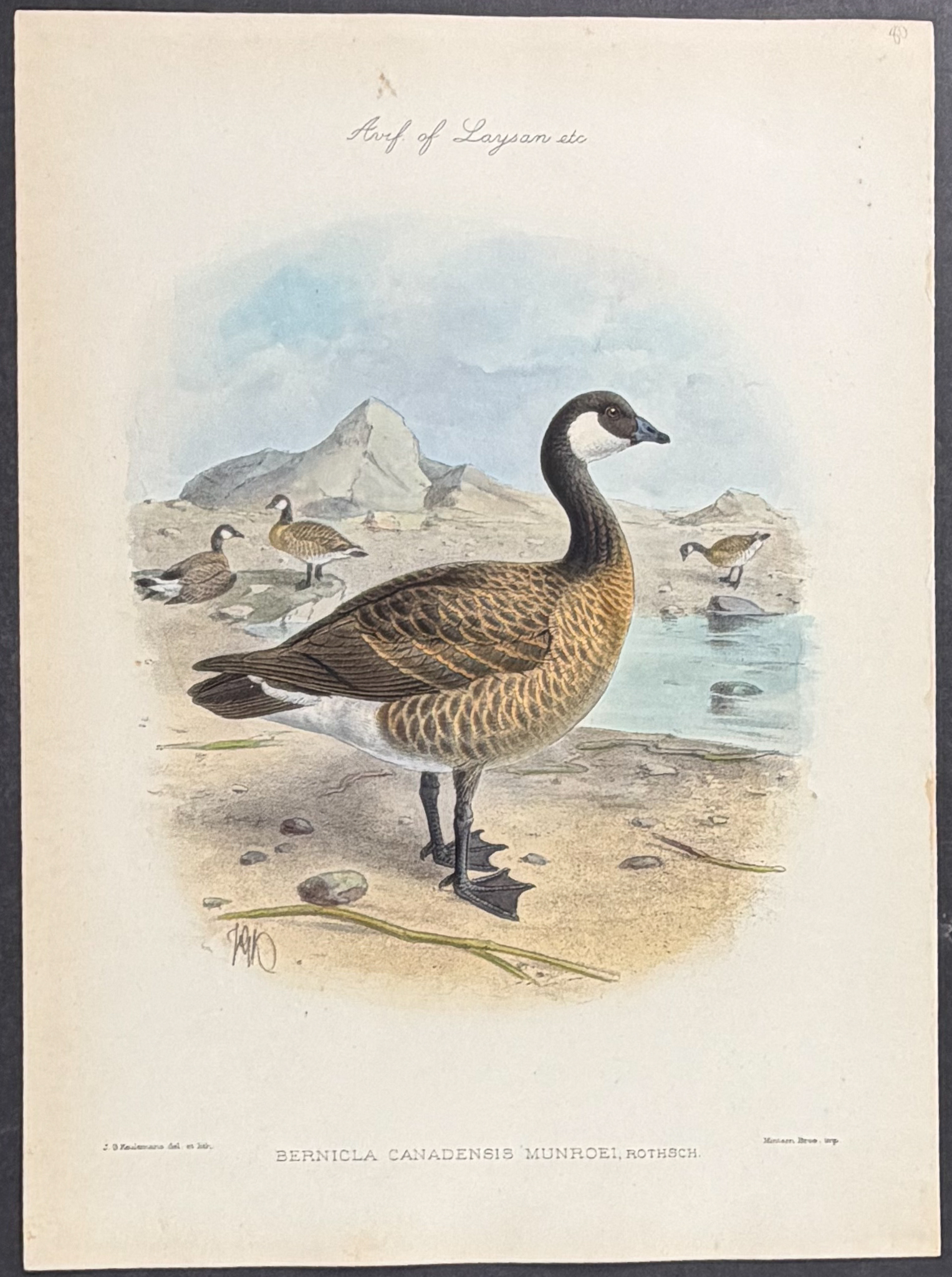 Rothschild & Keulemans, Hawaii - 5 Bird Lithographs
