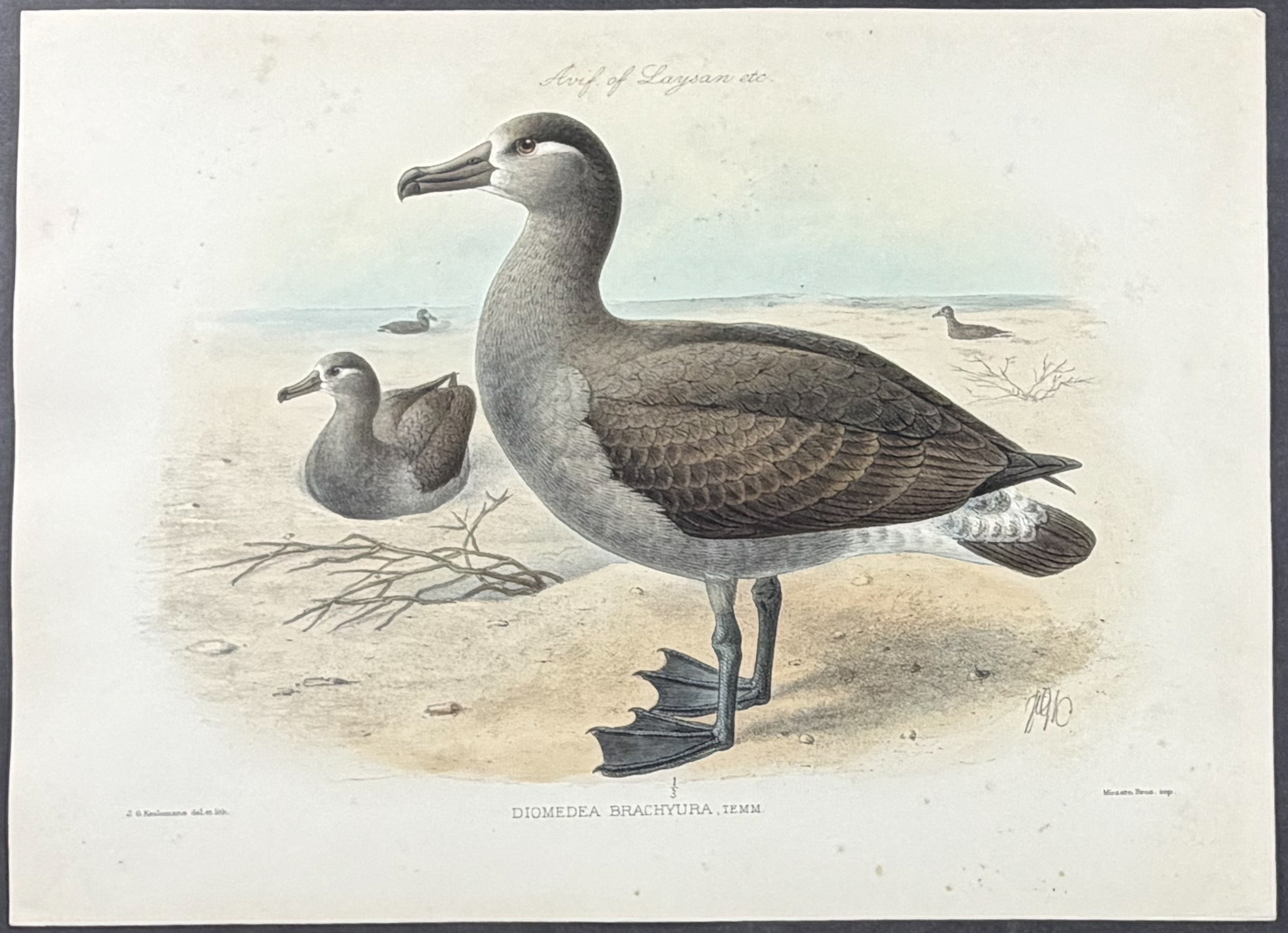 Rothschild & Keulemans, Hawaii - 5 Bird Lithographs