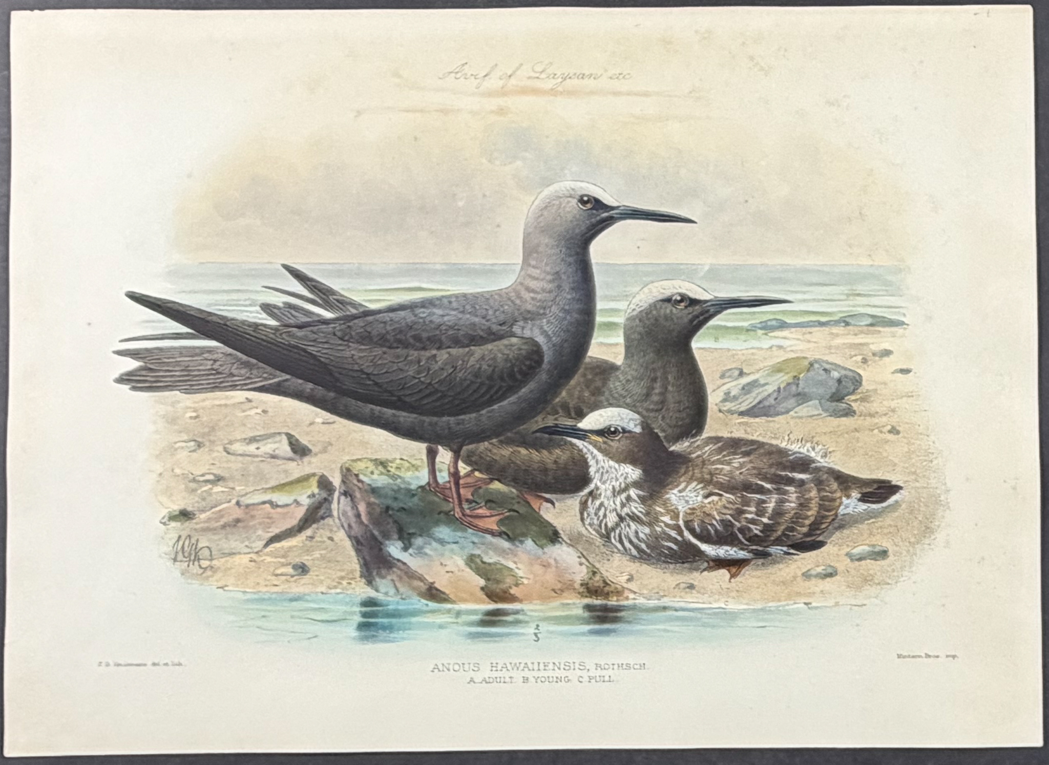 Rothschild & Keulemans, Hawaii - 5 Bird Lithographs
