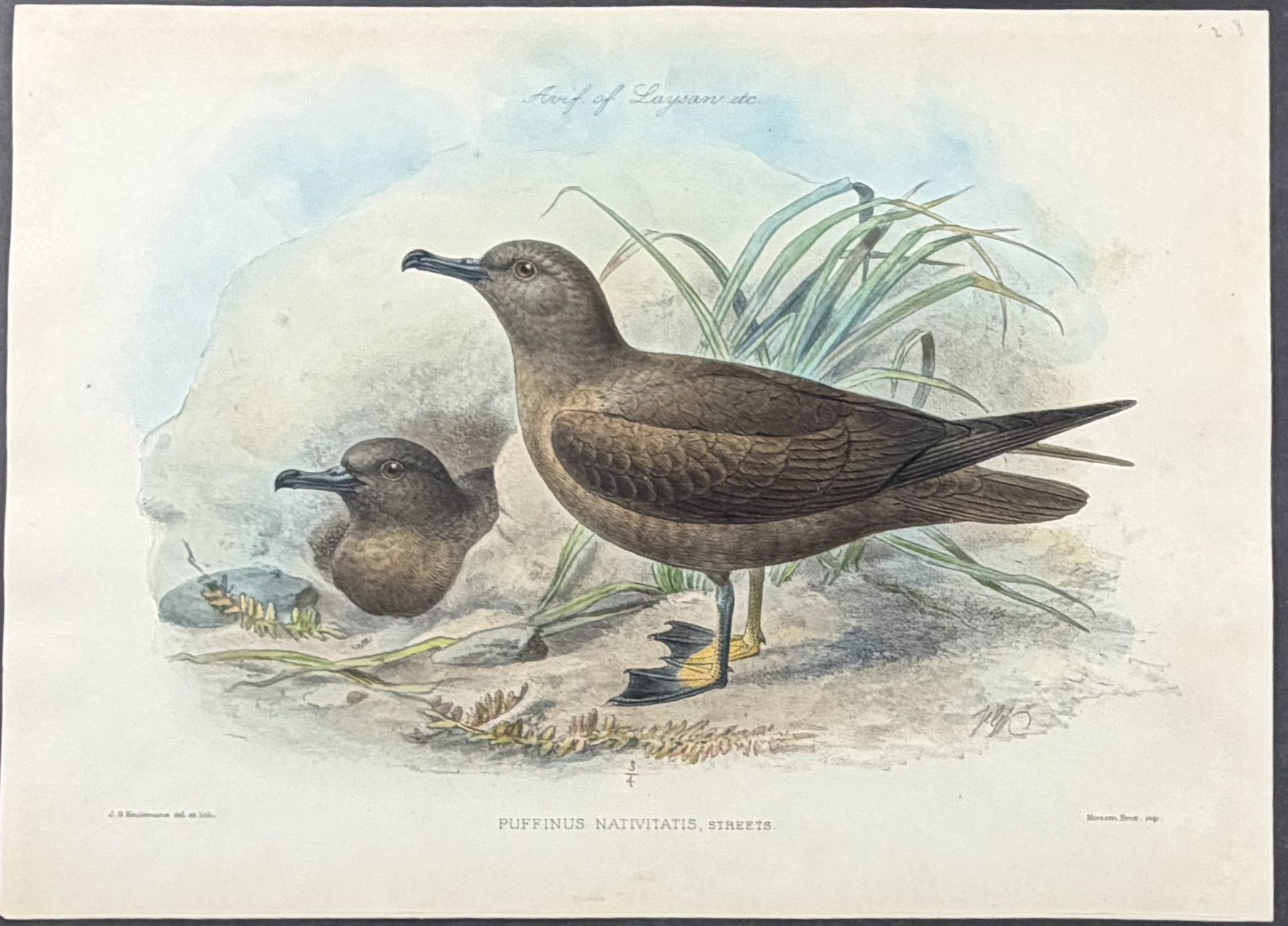 Rothschild & Keulemans, Hawaii - 5 Bird Lithographs