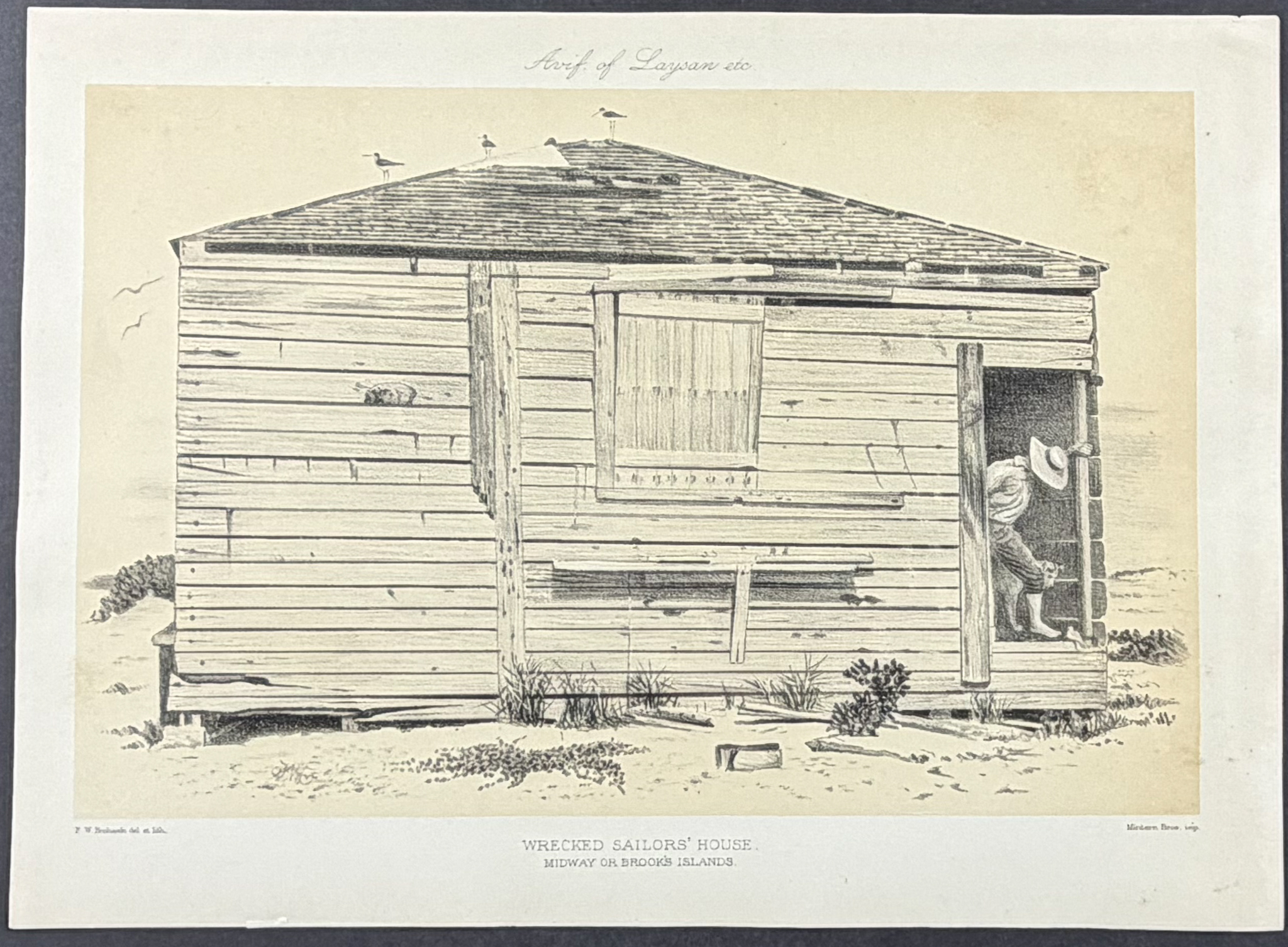 Rothschild & Keulemans, Hawaii - 5 Bird Lithographs