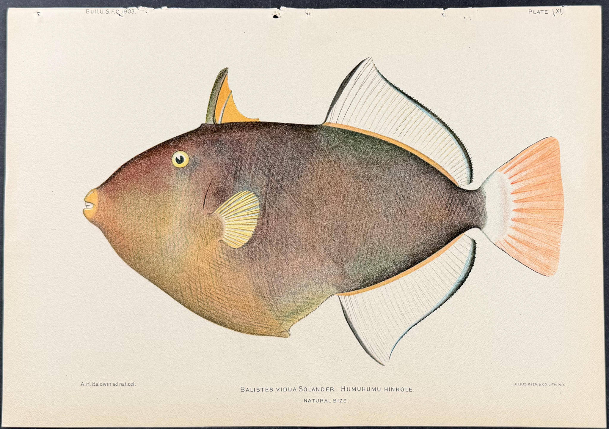 Bien, Hawaii - Humuhumu Hinkole or Pinktail Triggerfish [Ballistes Vidua Solander]