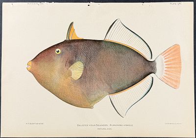 Bien, Hawaii - Humuhumu Hinkole or Pinktail Triggerfish [Ballistes Vidua Solander]. This 