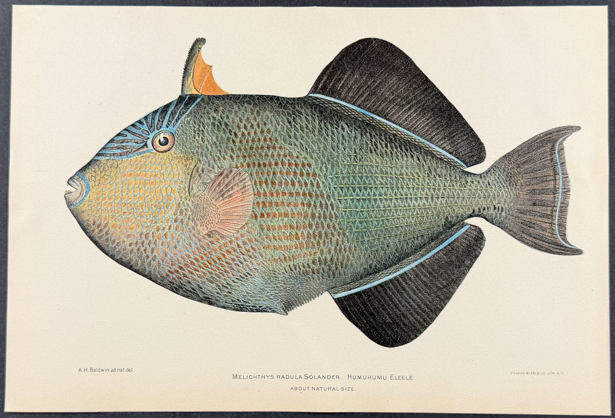 Bien, Hawaii - Humuhumu Eleele or Black Triggerfish [Melichthys Radula]