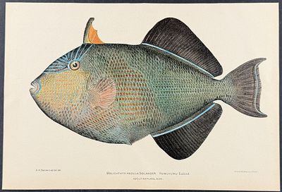 Bien, Hawaii - Humuhumu Eleele or Black Triggerfish [Melichthys Radula]. This colorful fish 