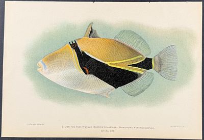 Bien, Hawaii - Humuhumu Nukunuku Apua'a or Reef Triggerfish [Balistapus Recangulus]. This 