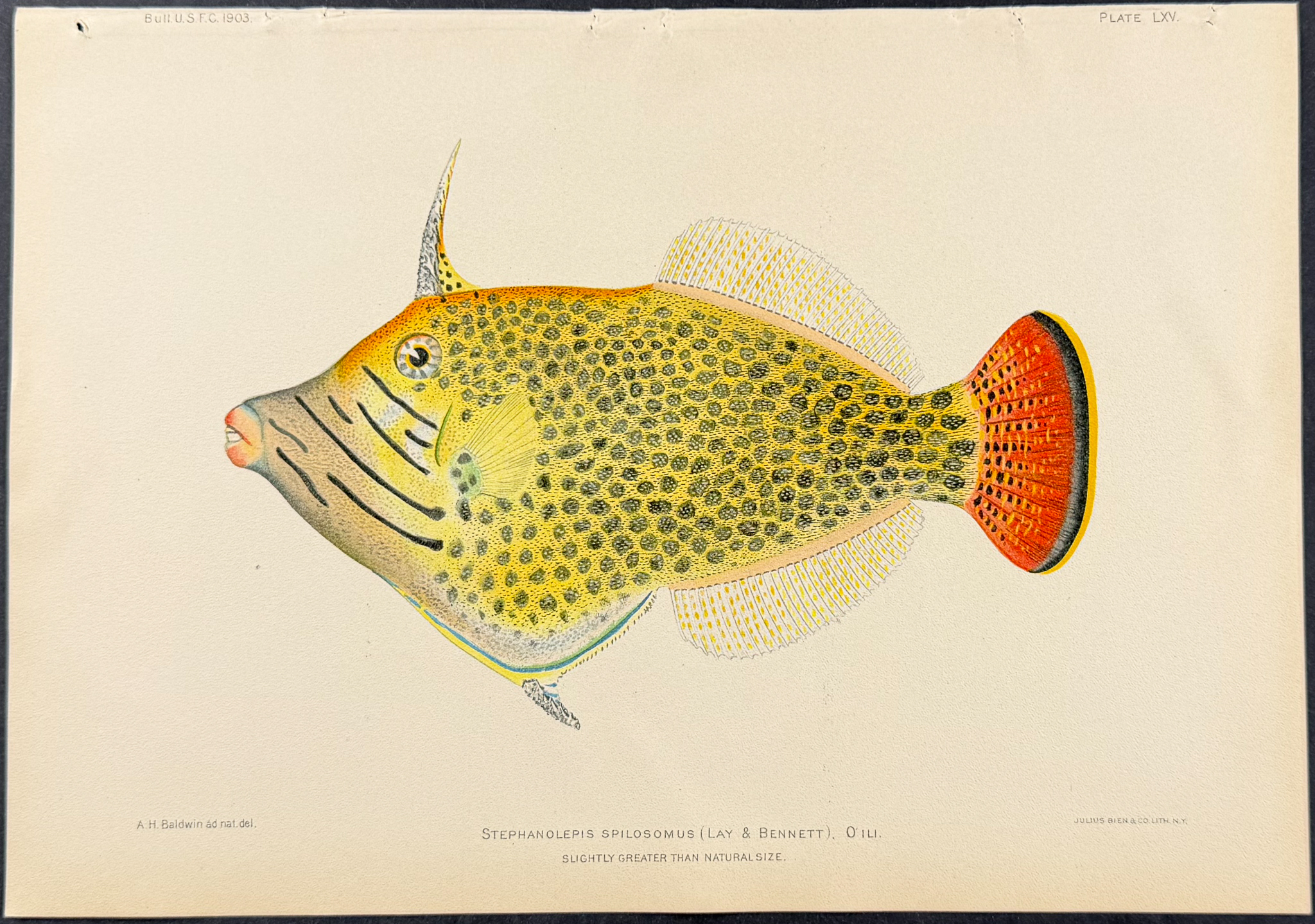 Bien, Hawaii - O'Ili or Fantail Filefish [Stephanolepis Spilosomus]