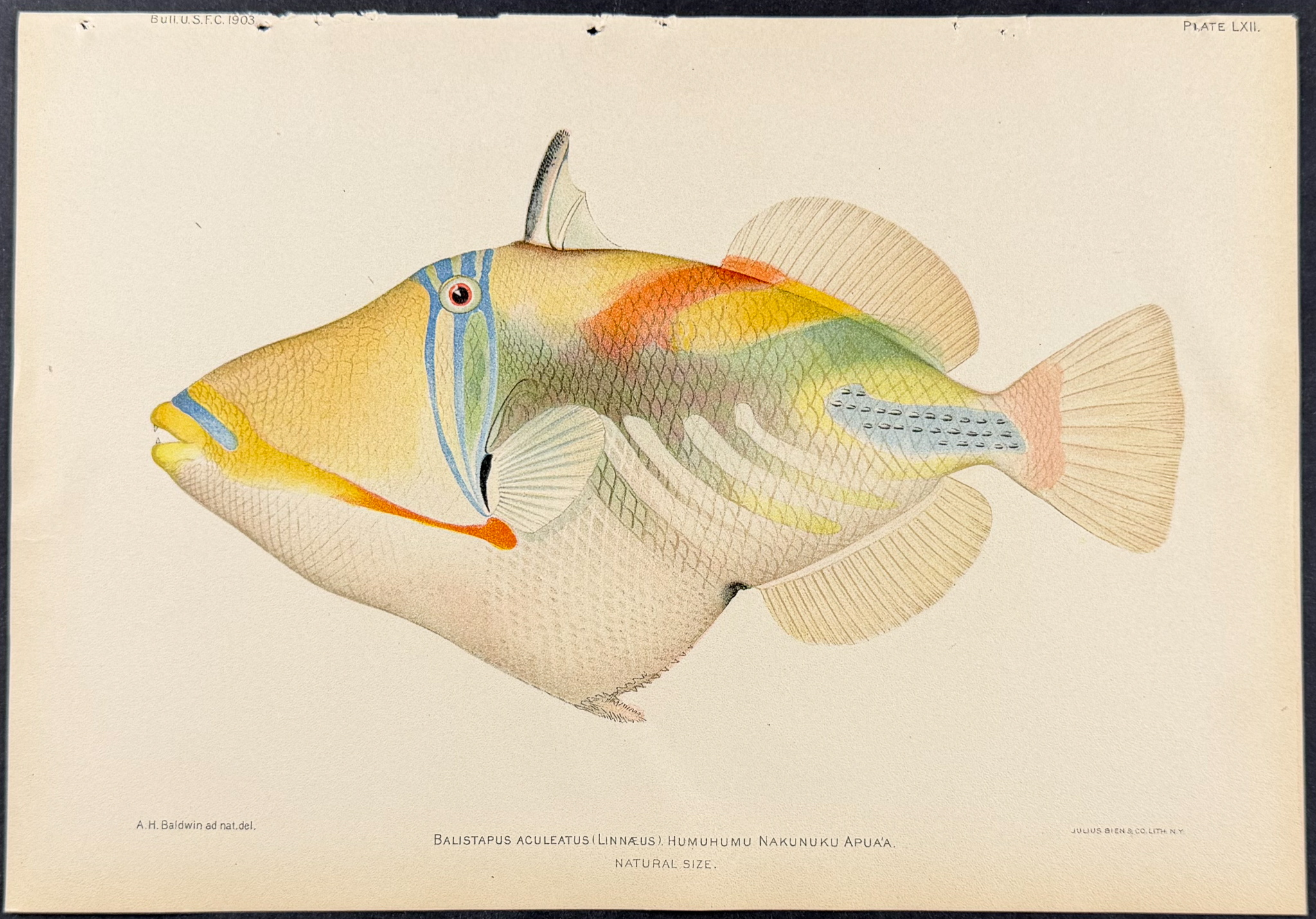 Bien, Hawaii - Humuhumu Nakunuku Apua'a or Orange-lined Triggerfish [Balistapus Aculeatus]