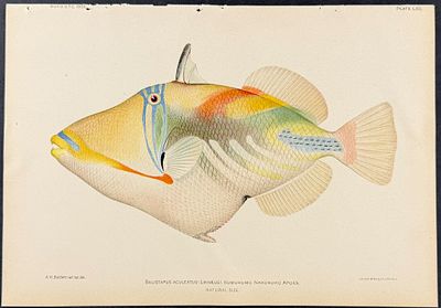 Bien, Hawaii - Humuhumu Nakunuku Apua'a or Orange-lined Triggerfish [Balistapus Aculeatus]. This 