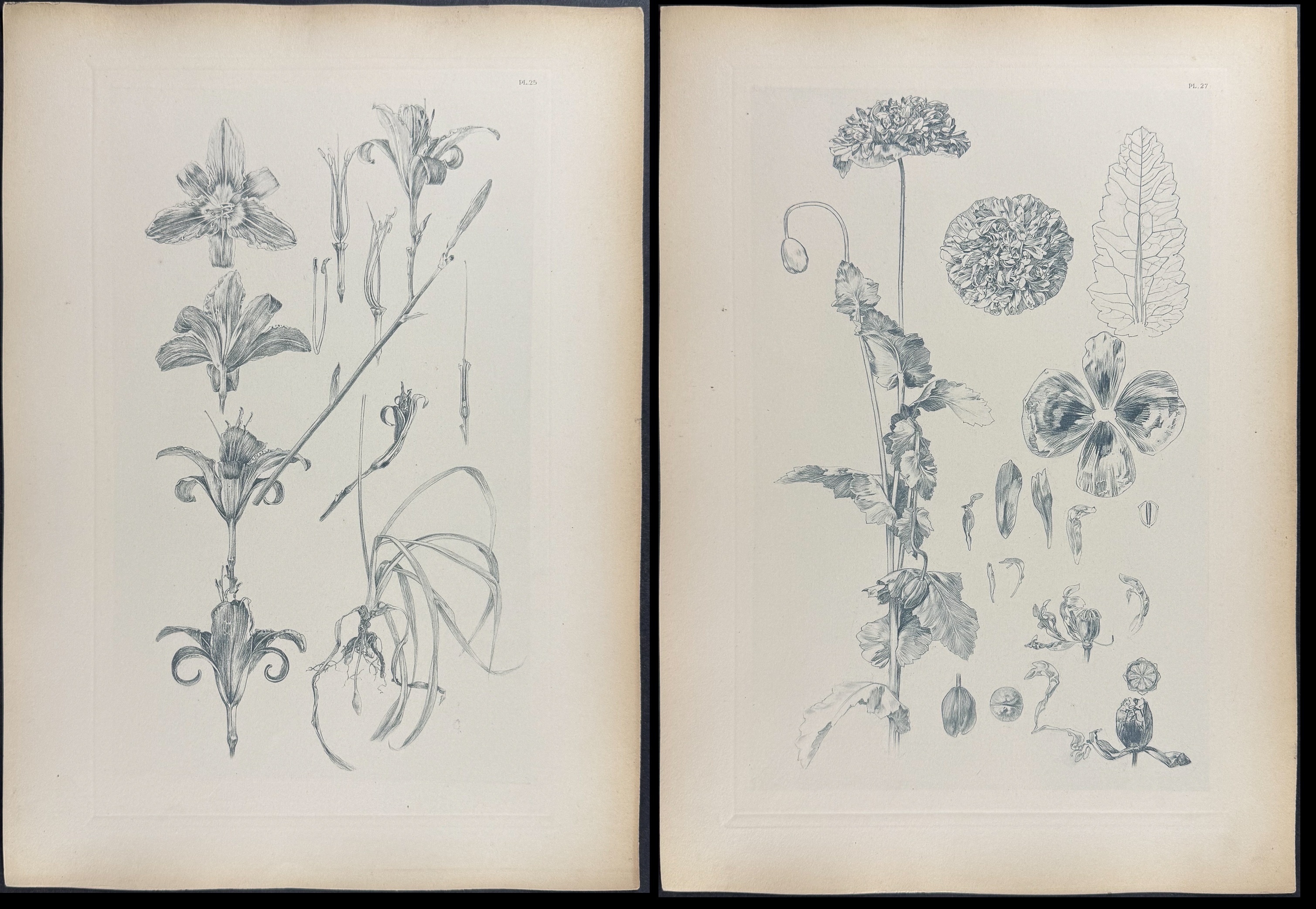 Mucha, Folio - 5 Floral Design or Motif Lithographs
