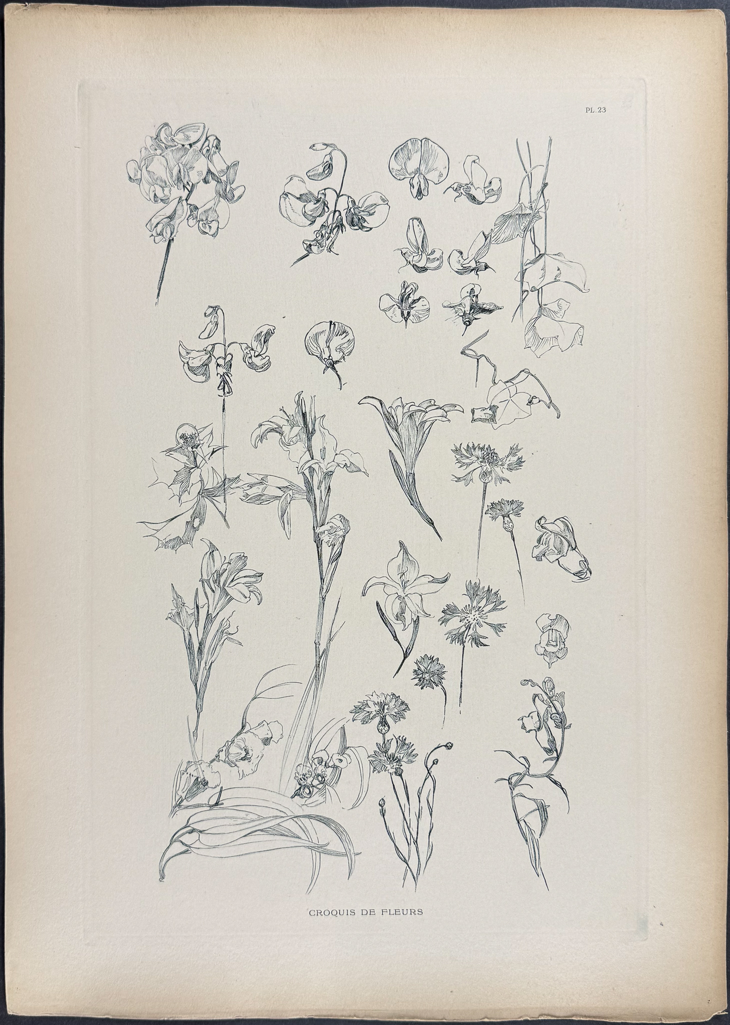 Mucha, Folio - 5 Floral Design or Motif Lithographs