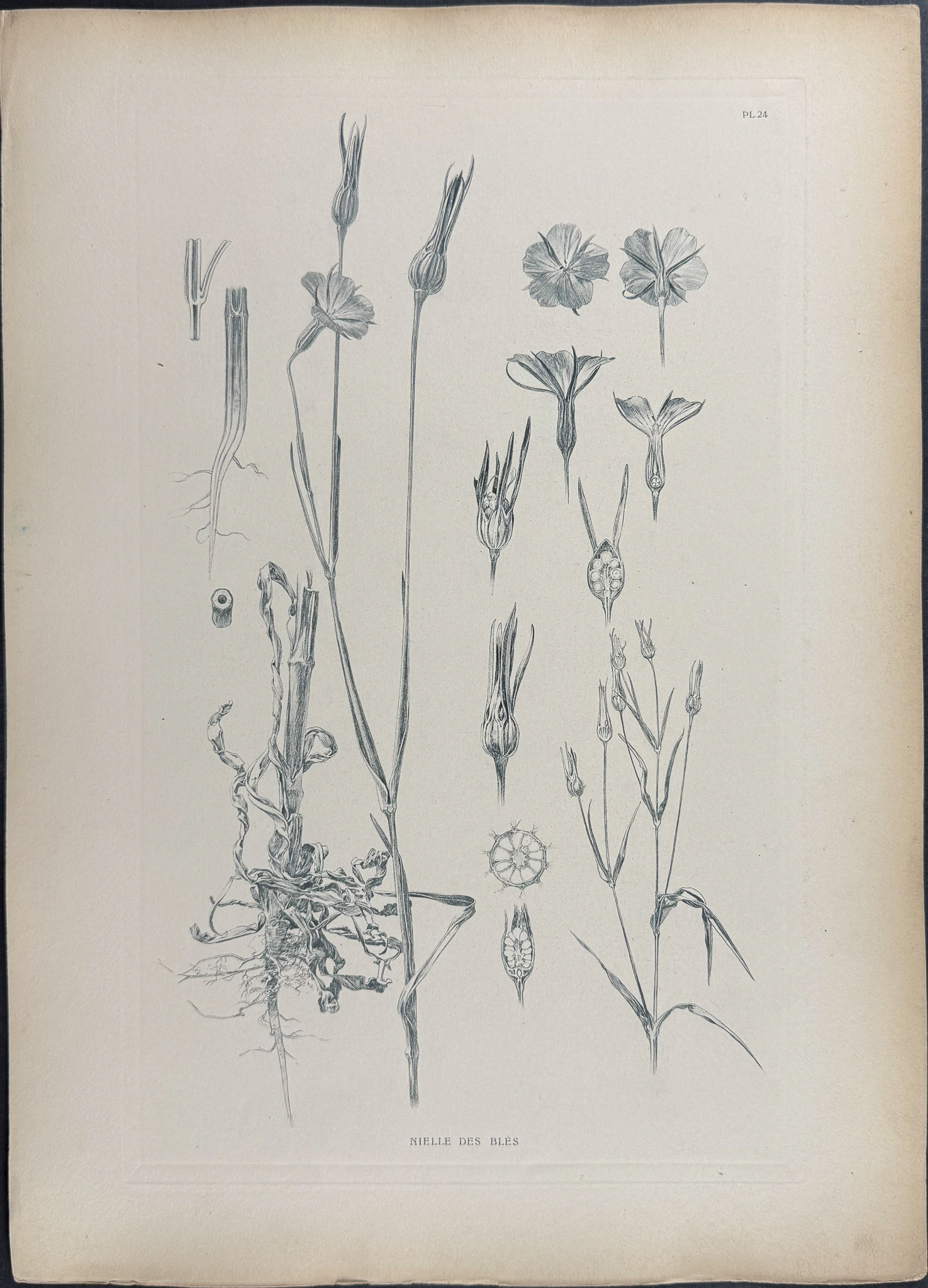 Mucha, Folio - 5 Floral Design or Motif Lithographs