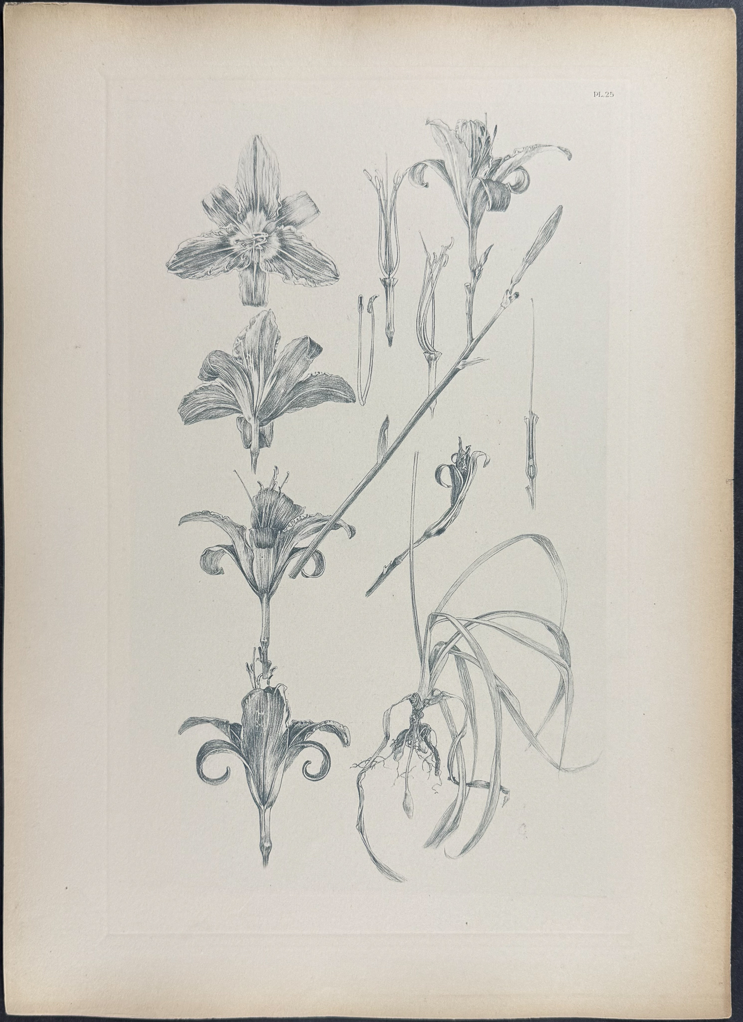 Mucha, Folio - 5 Floral Design or Motif Lithographs