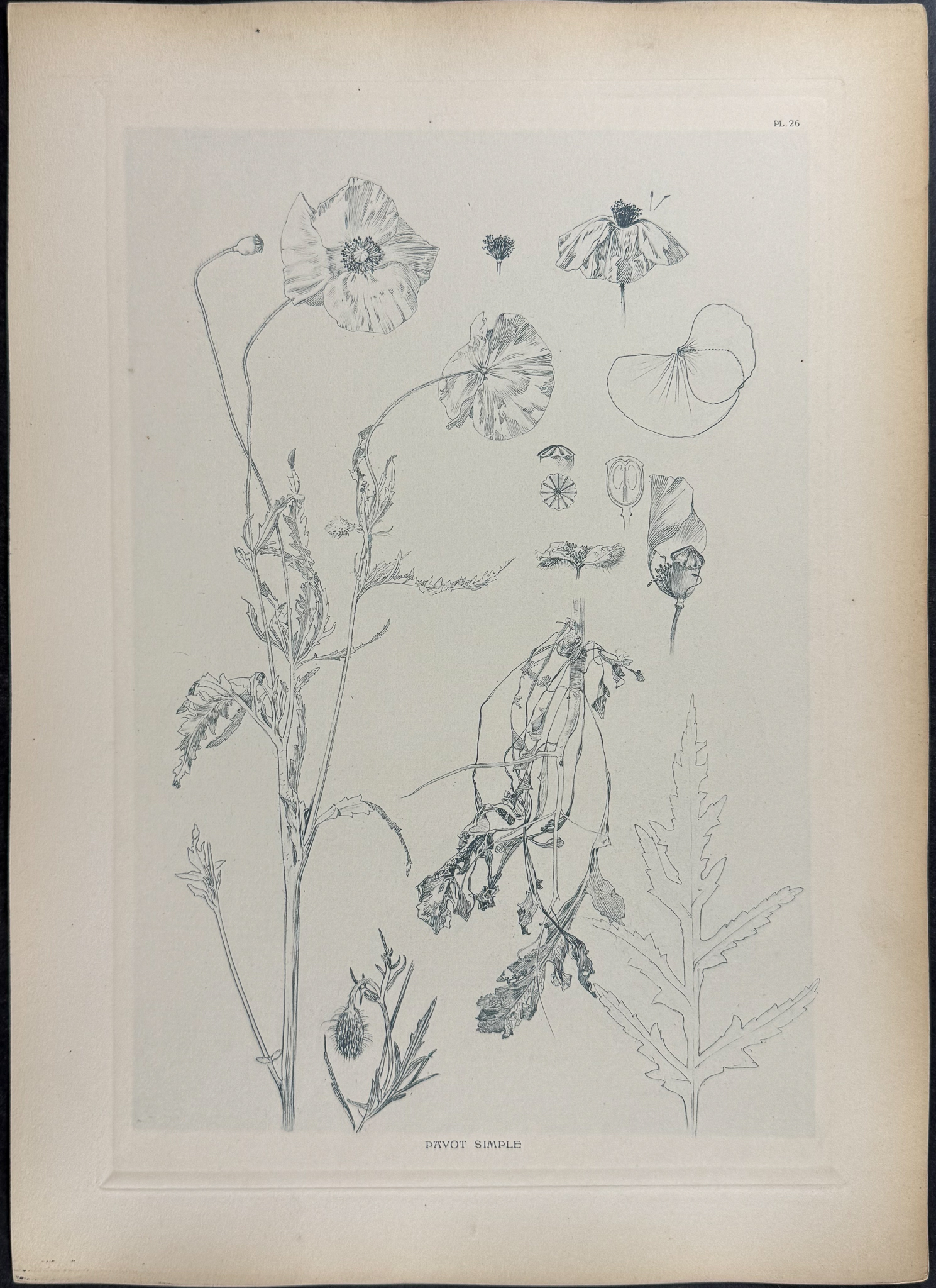 Mucha, Folio - 5 Floral Design or Motif Lithographs