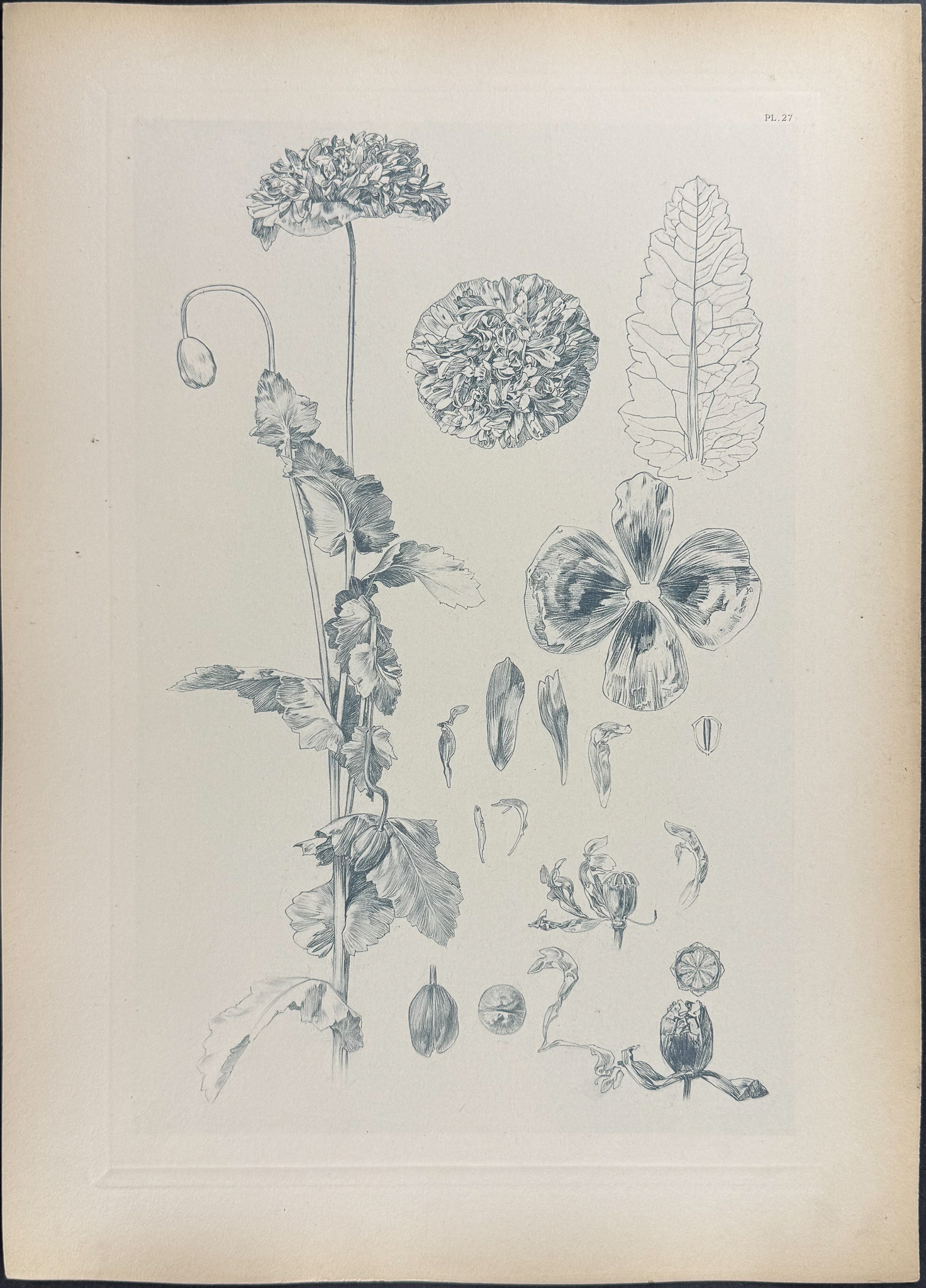 Mucha, Folio - 5 Floral Design or Motif Lithographs