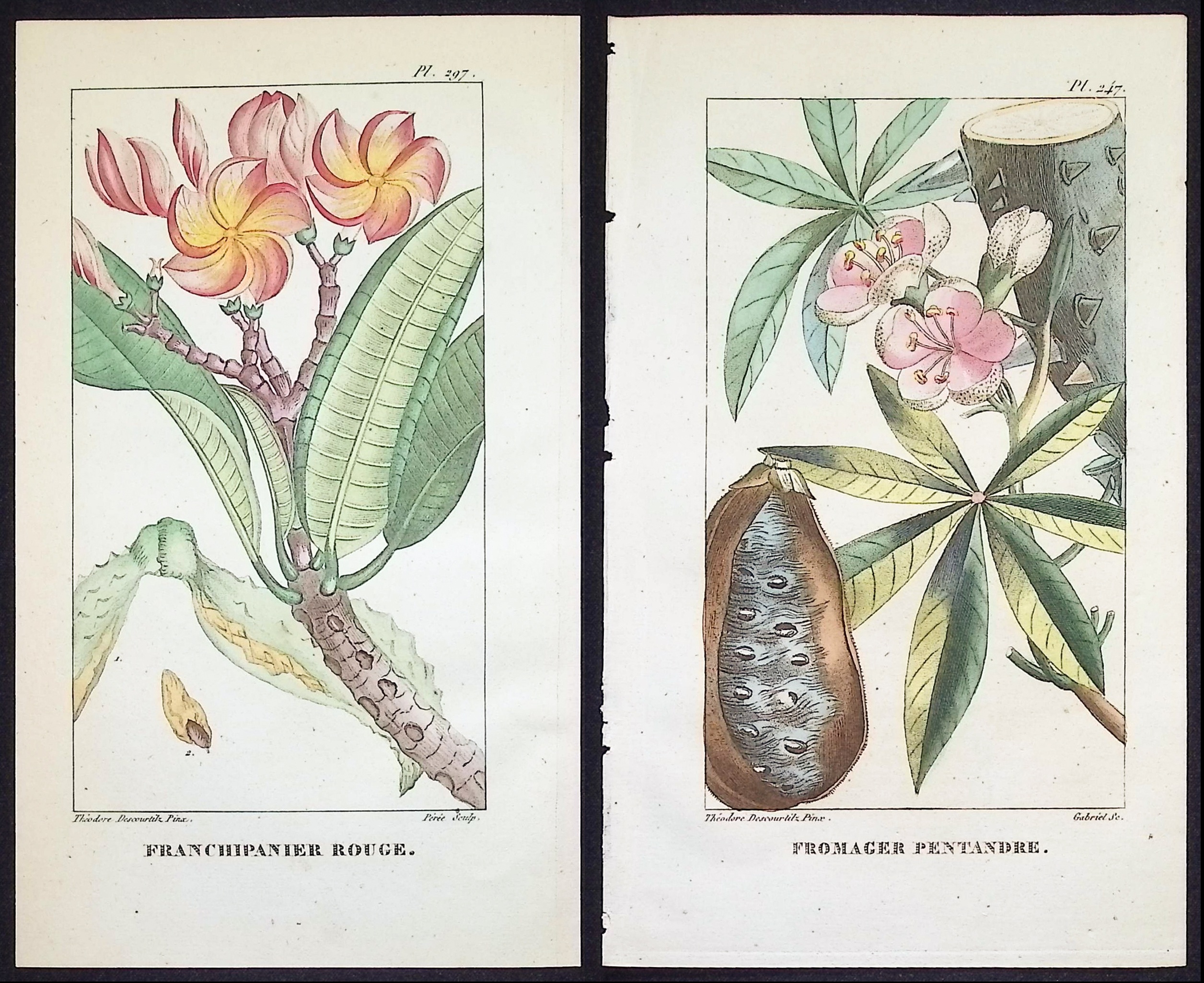 Descourtilz - 5 Botanical Engravings (Blossoms)