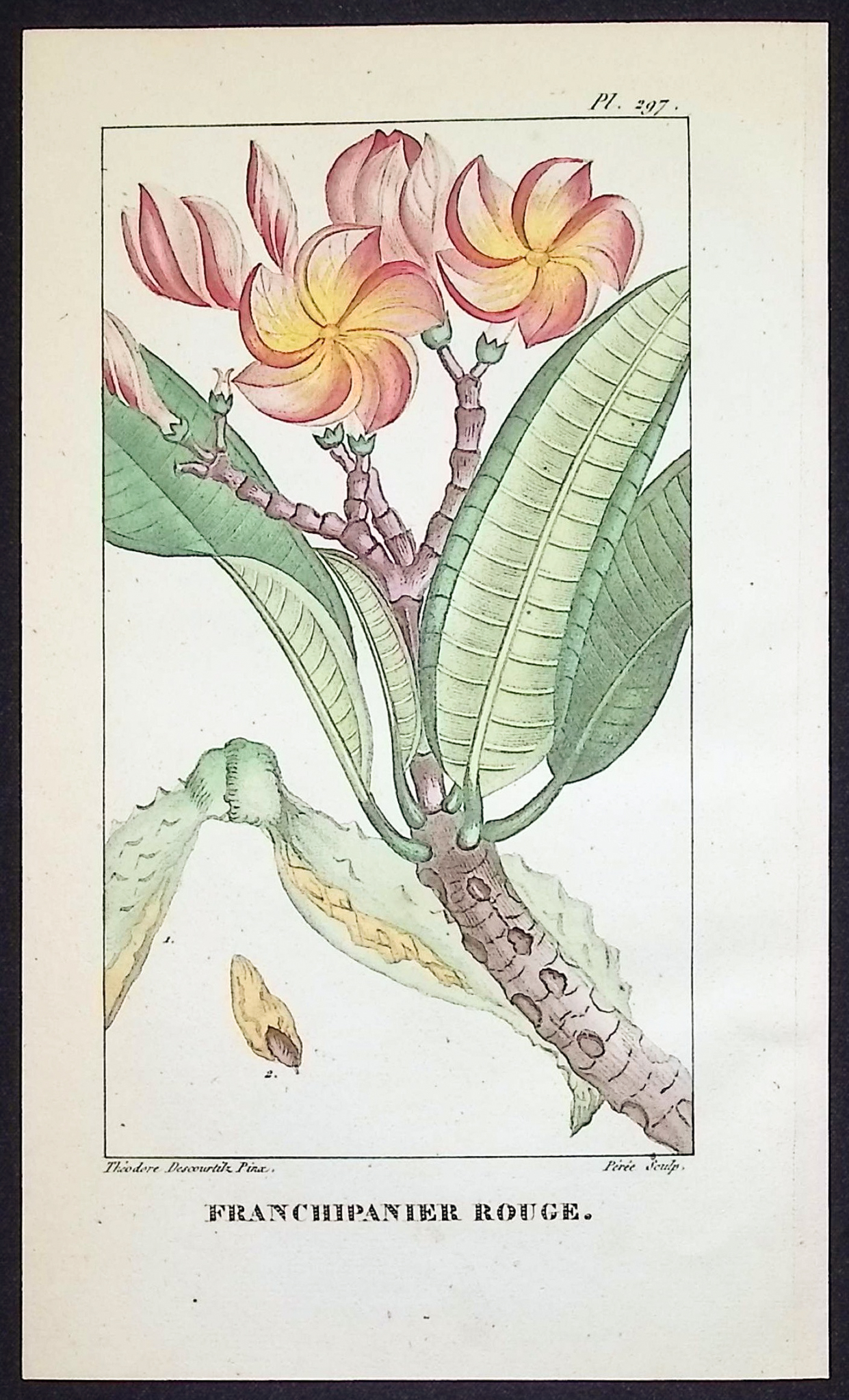 Descourtilz - 5 Botanical Engravings (Blossoms)