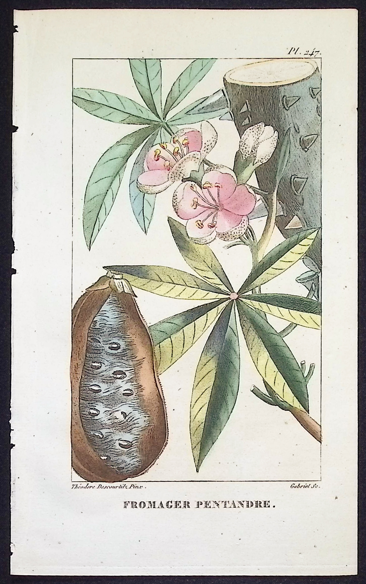 Descourtilz - 5 Botanical Engravings (Blossoms)