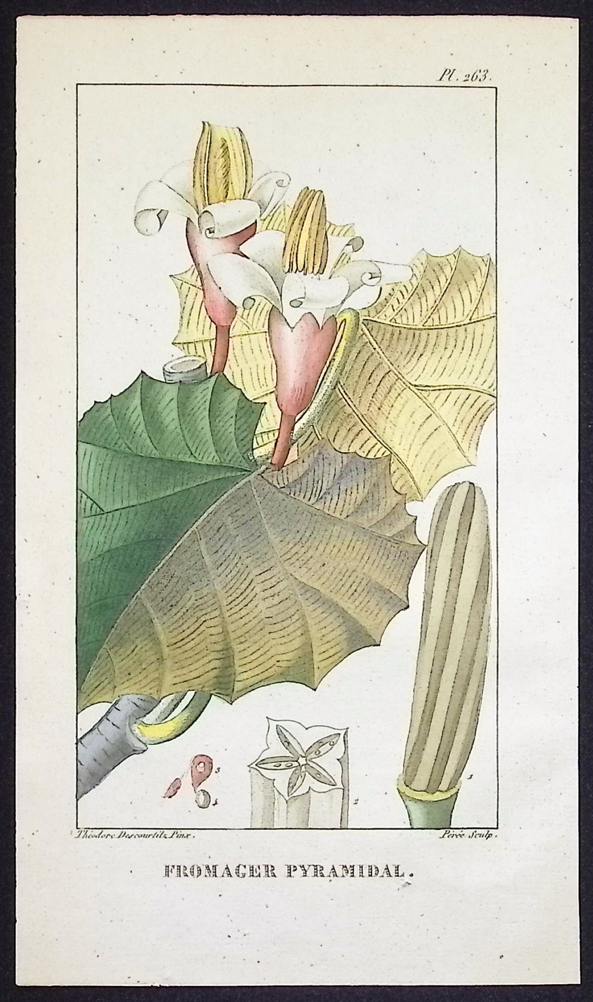 Descourtilz - 5 Botanical Engravings (Blossoms)