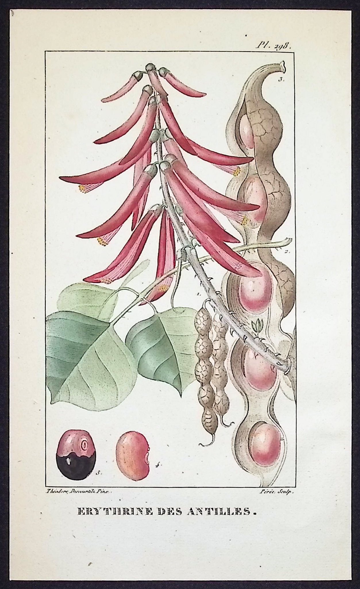 Descourtilz - 5 Botanical Engravings (Blossoms)