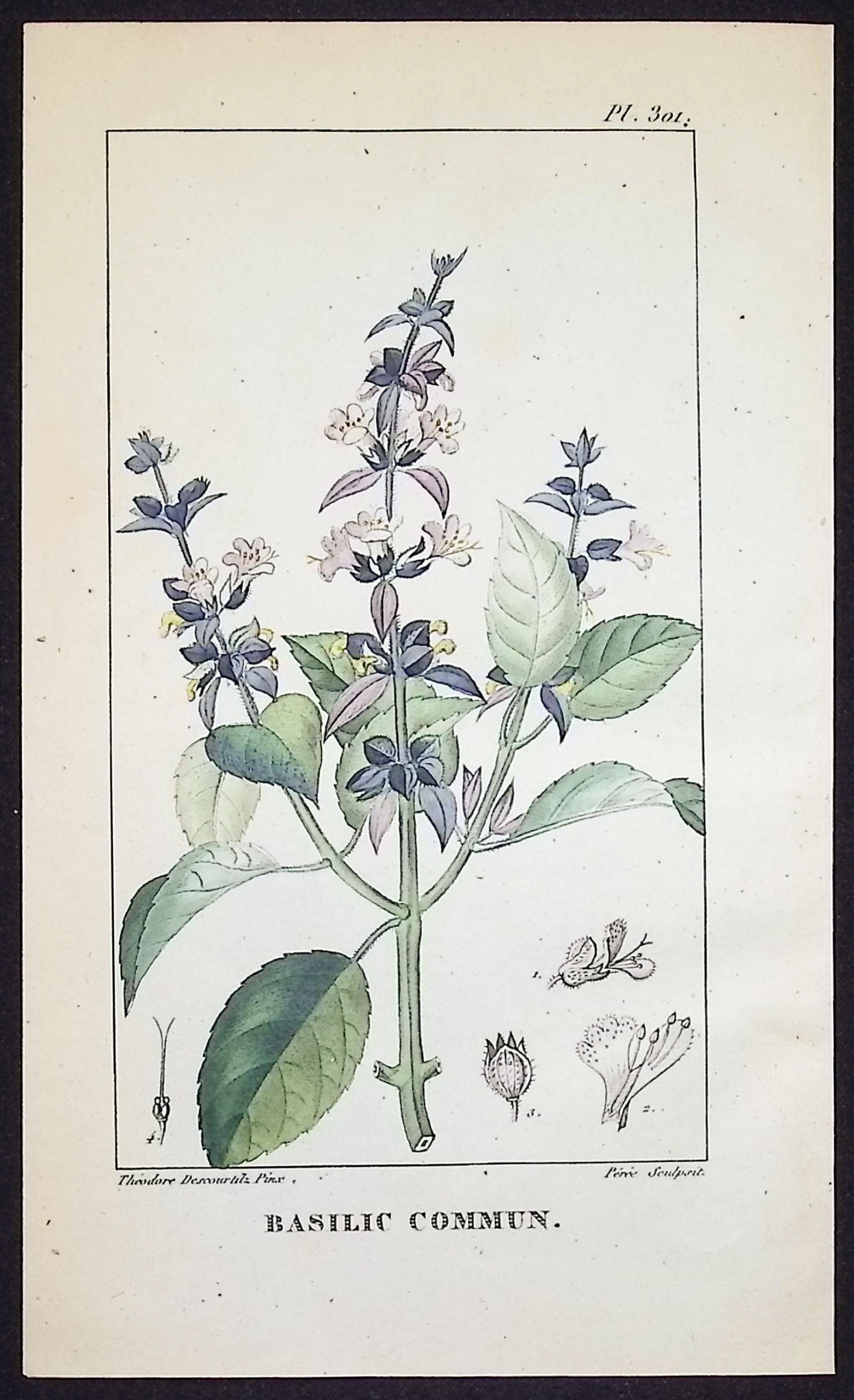 Descourtilz - 5 Botanical Engravings (Blossoms)