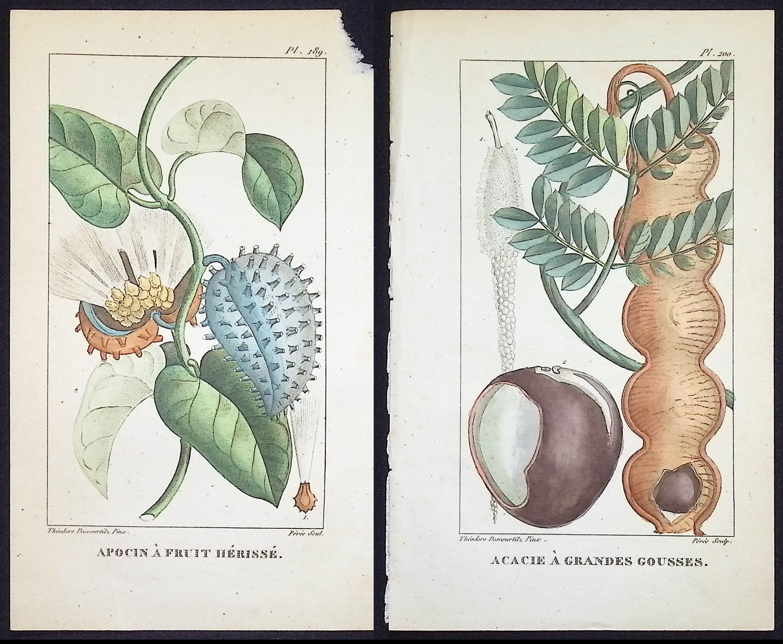 Descourtilz - 4 Botanical Engravings (Seed, Fruit)