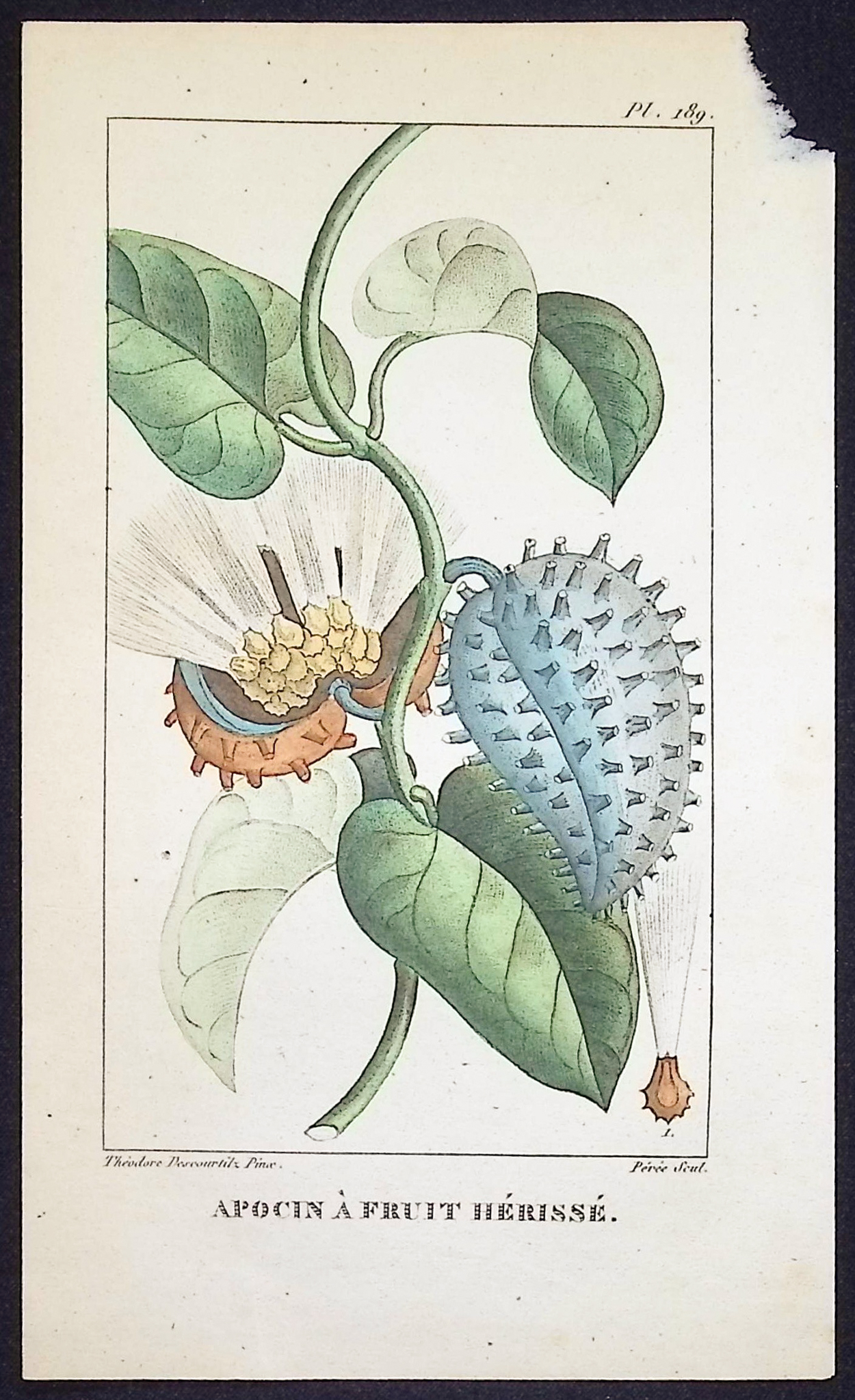 Descourtilz - 4 Botanical Engravings (Seed, Fruit)