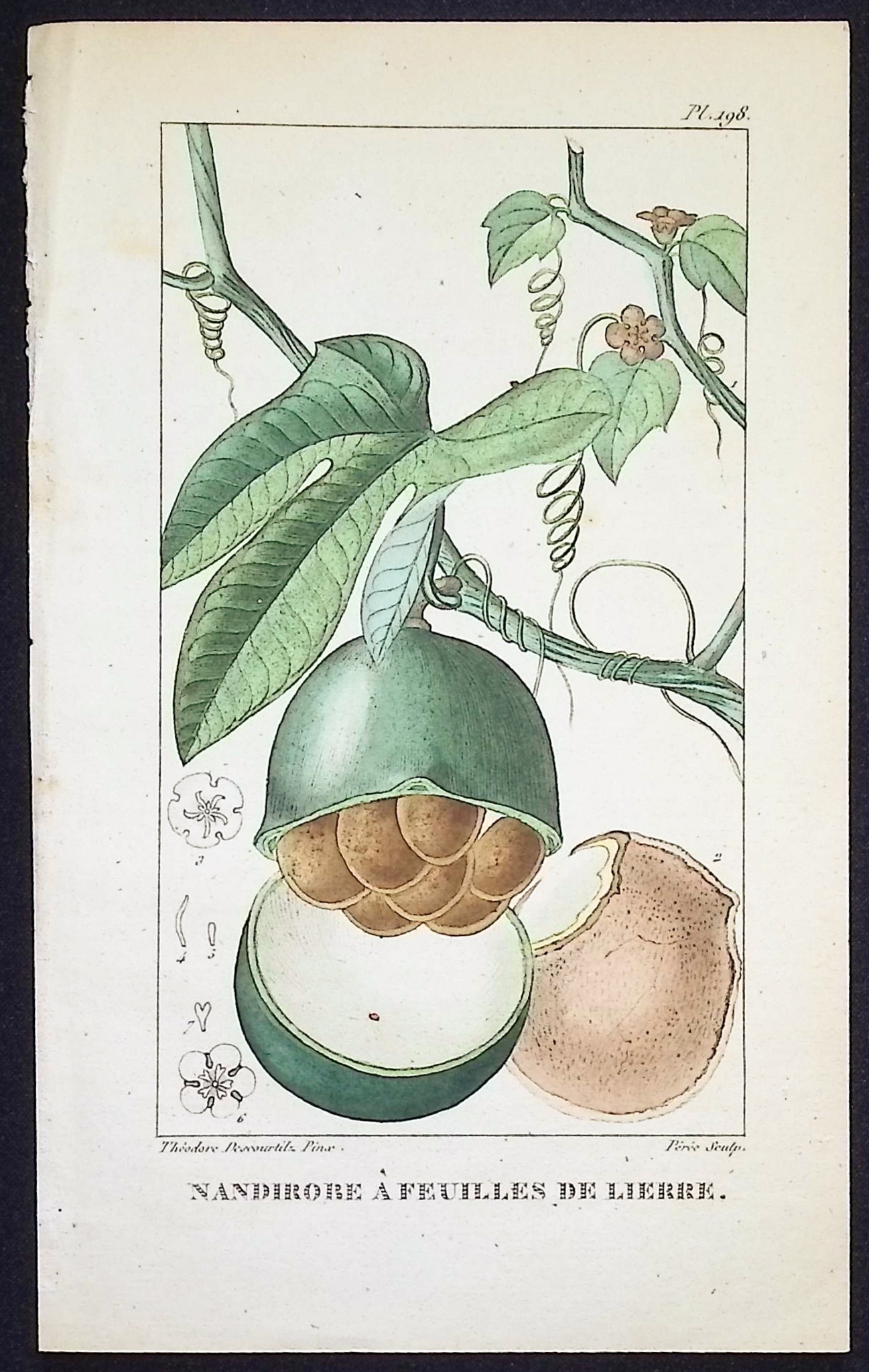 Descourtilz - 4 Botanical Engravings (Seed, Fruit)