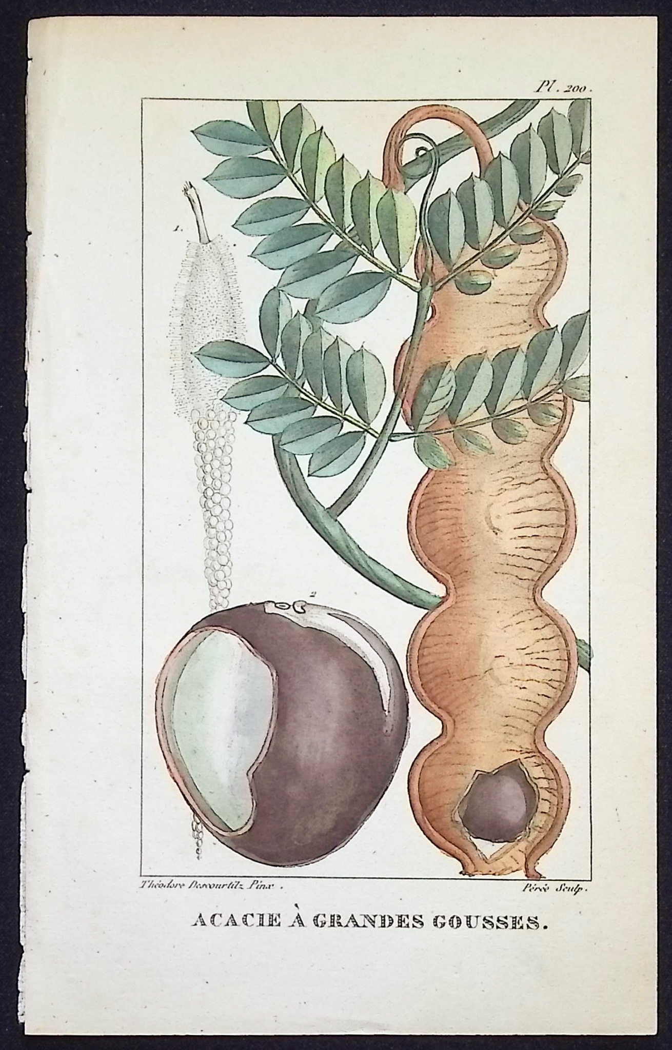 Descourtilz - 4 Botanical Engravings (Seed, Fruit)