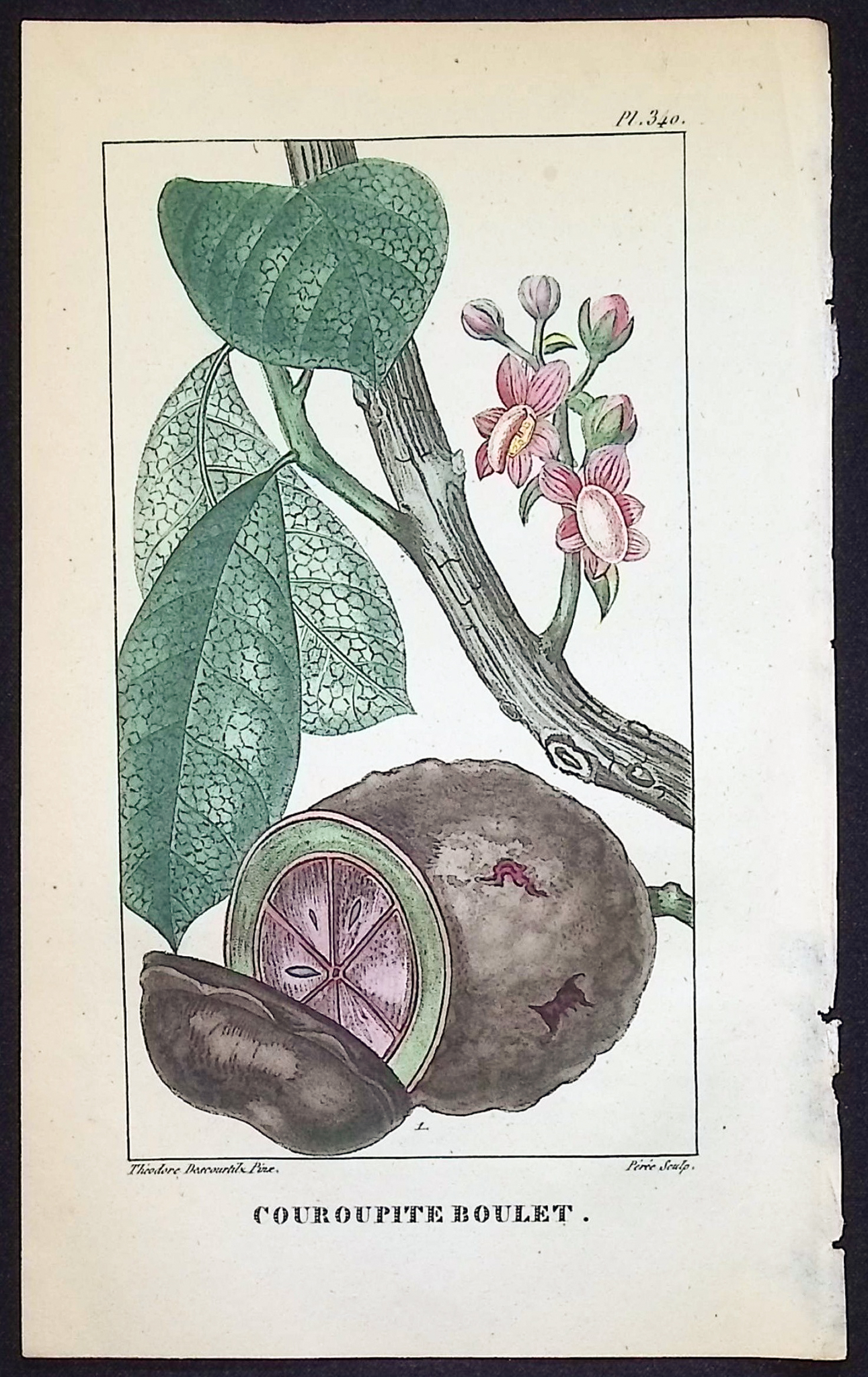 Descourtilz - 4 Botanical Engravings (Seed, Fruit)