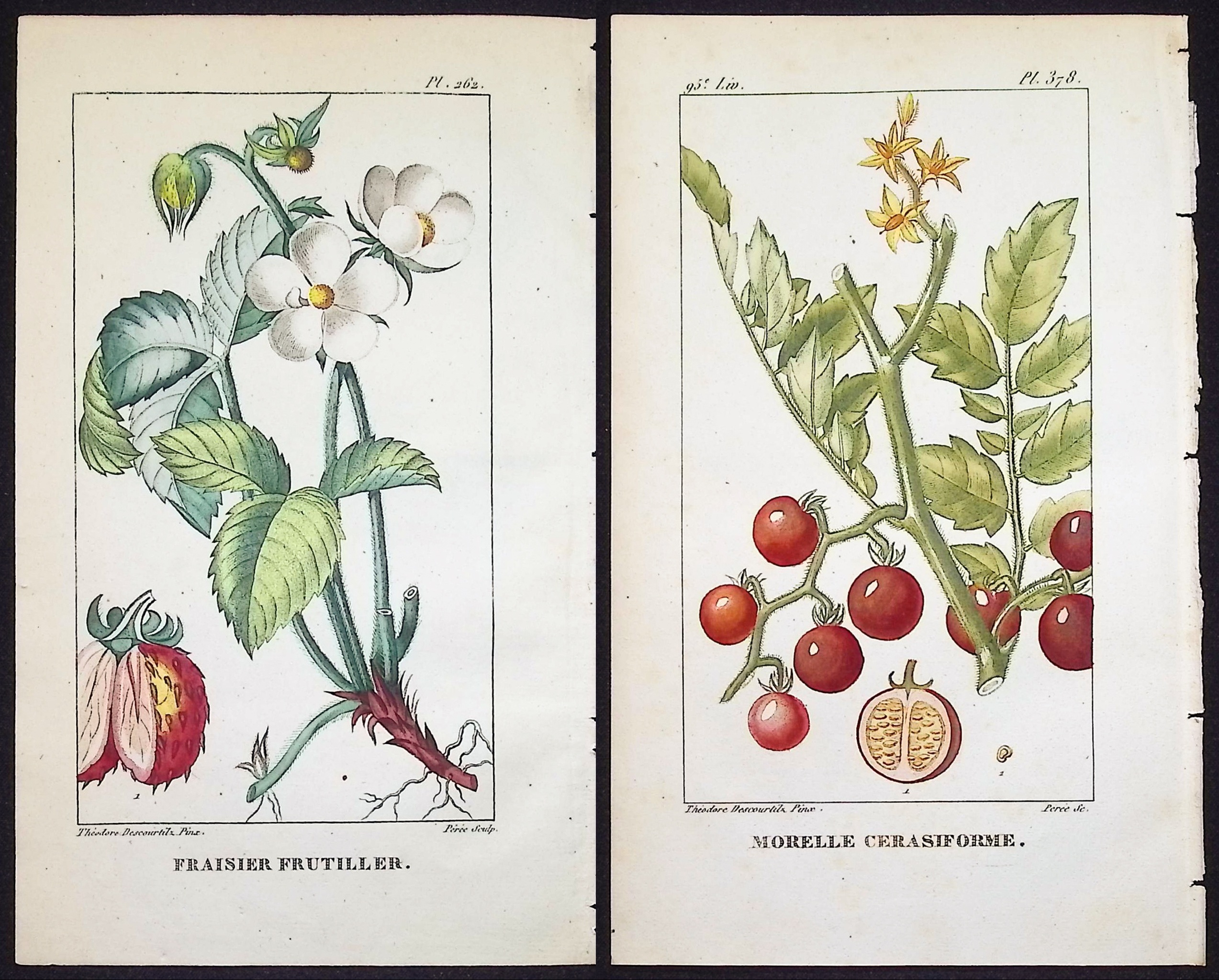Descourtilz - 4 Botanical Engravings (Berries, Fruit)