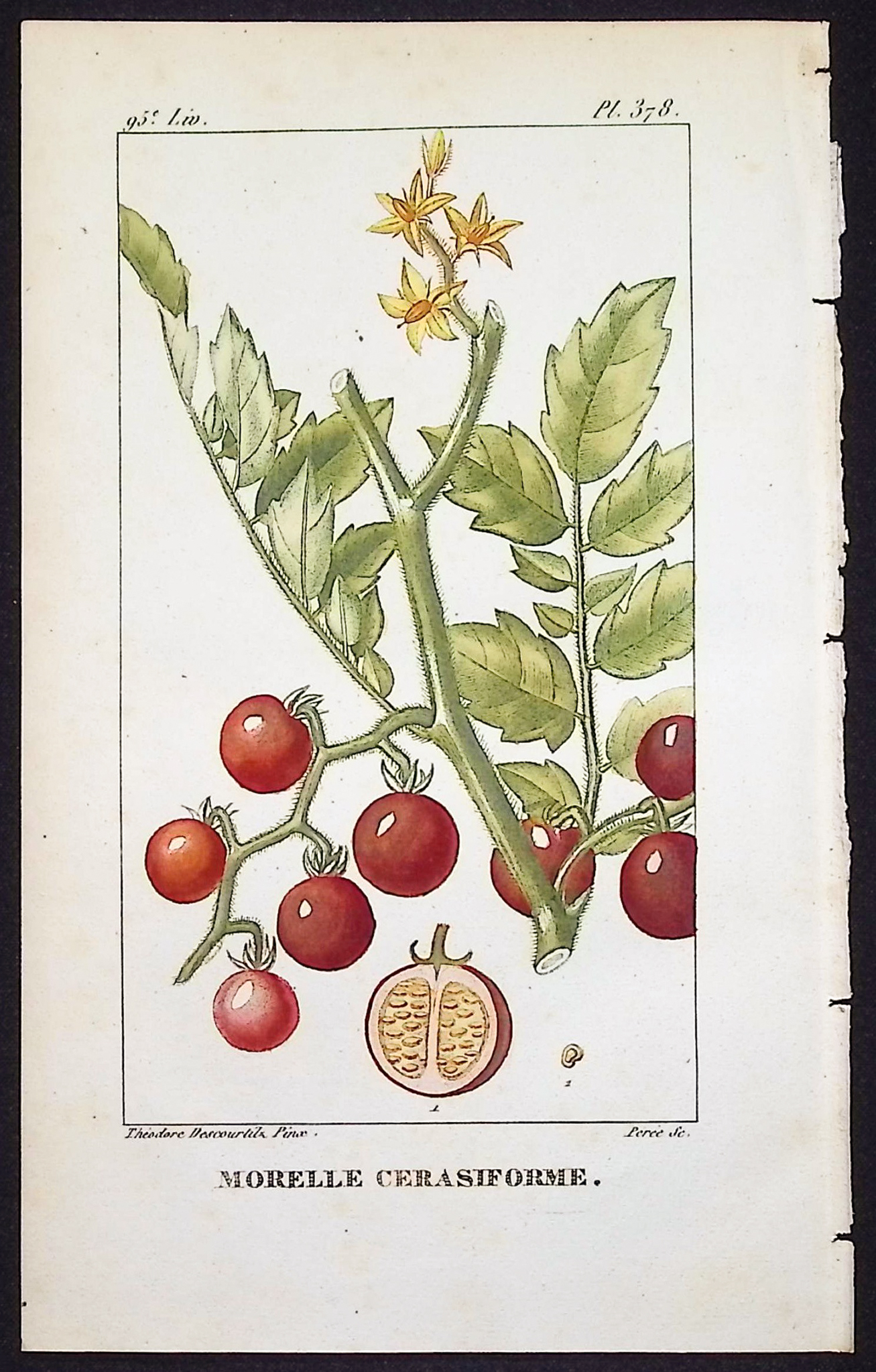 Descourtilz - 4 Botanical Engravings (Berries, Fruit)