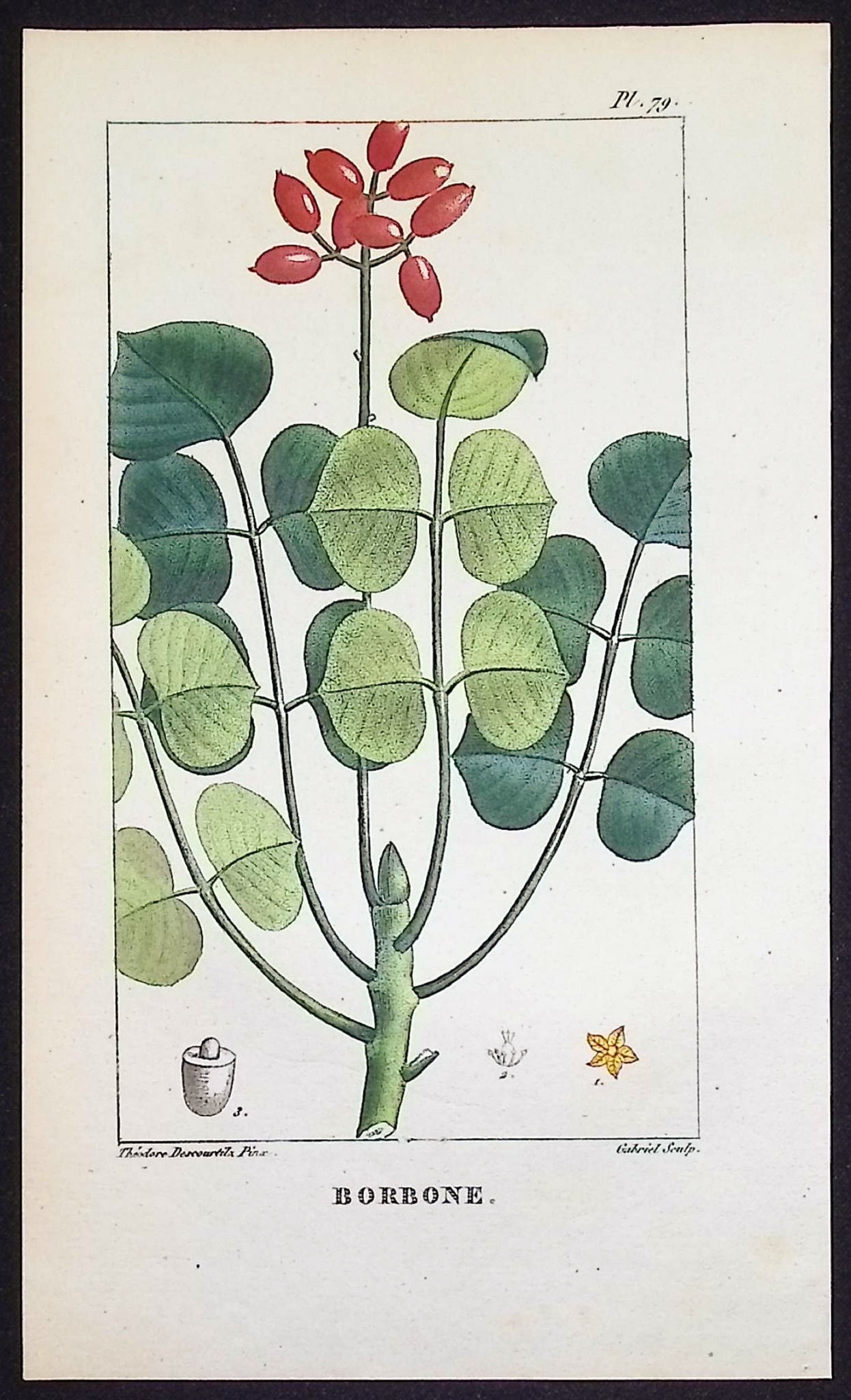 Descourtilz - 4 Botanical Engravings (Berries, Fruit)