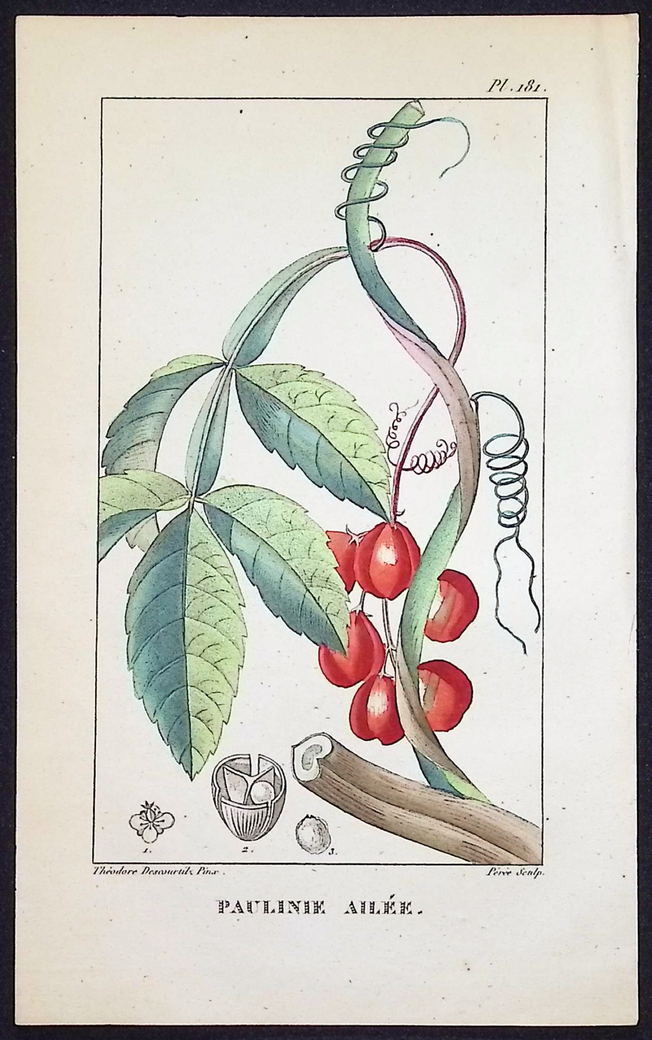 Descourtilz - 4 Botanical Engravings (Berries, Fruit)