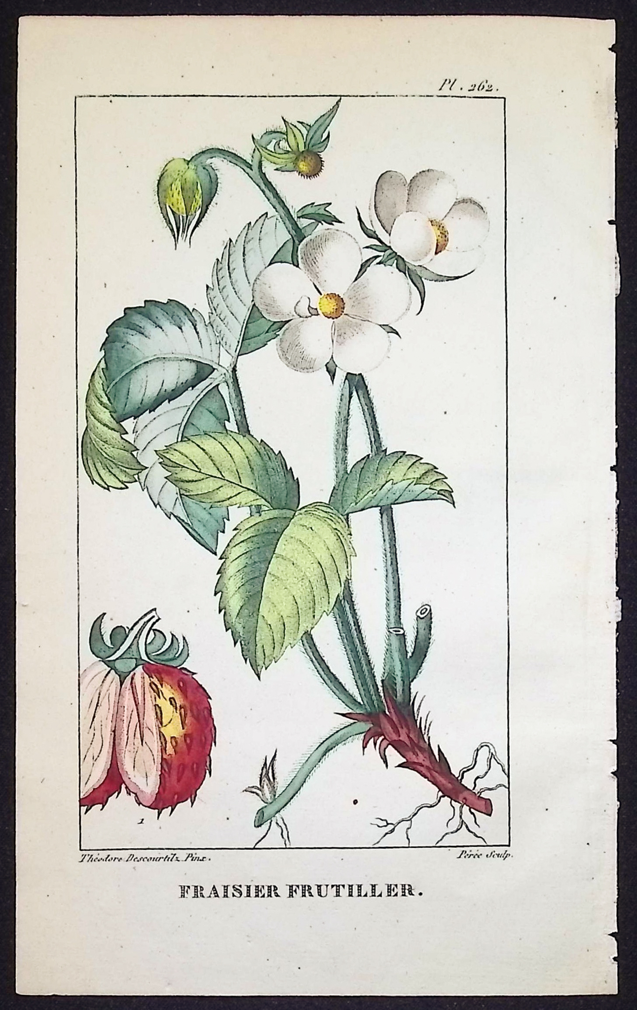 Descourtilz - 4 Botanical Engravings (Berries, Fruit)