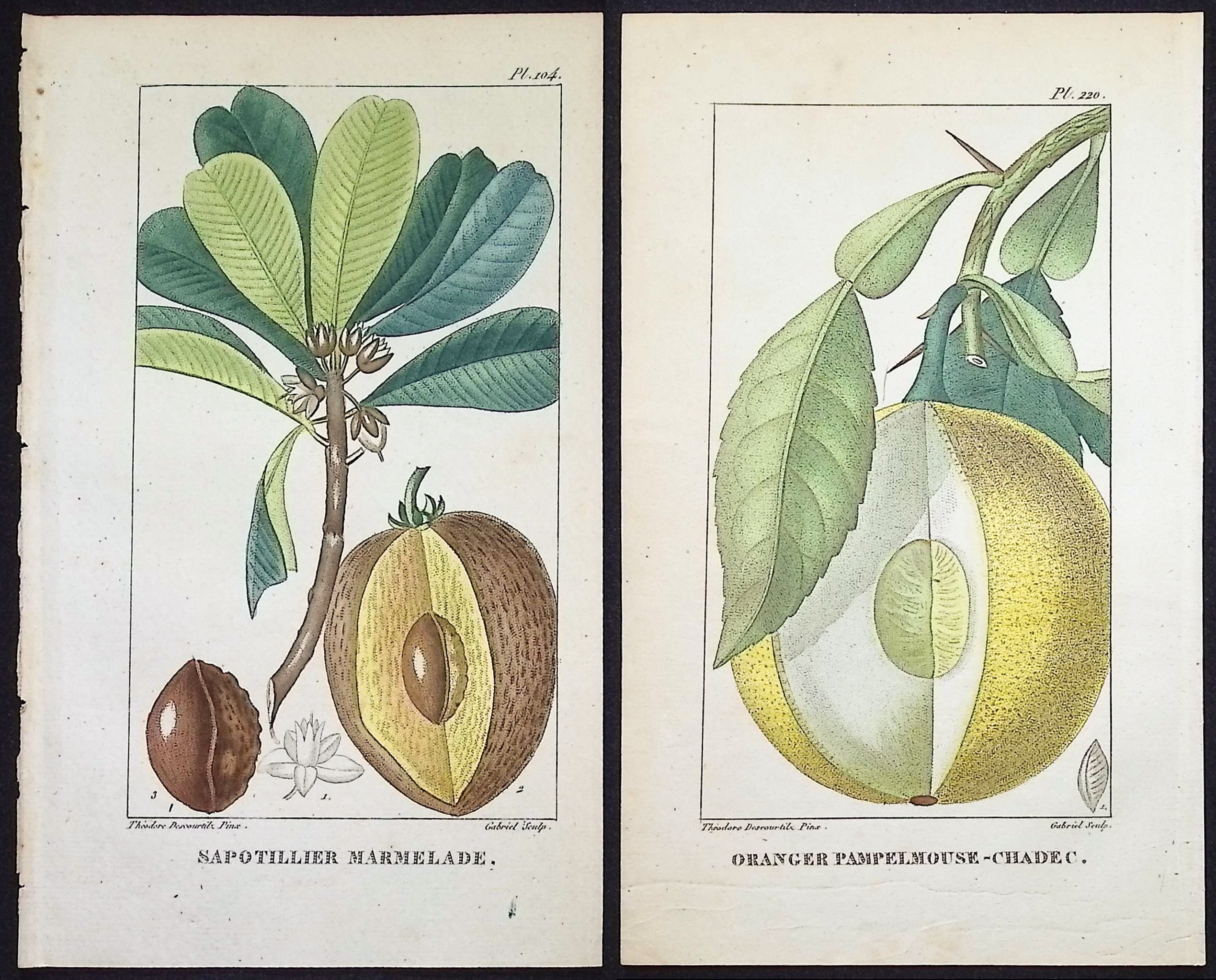 Descourtilz - 4 Botanical Engravings (Fruit)