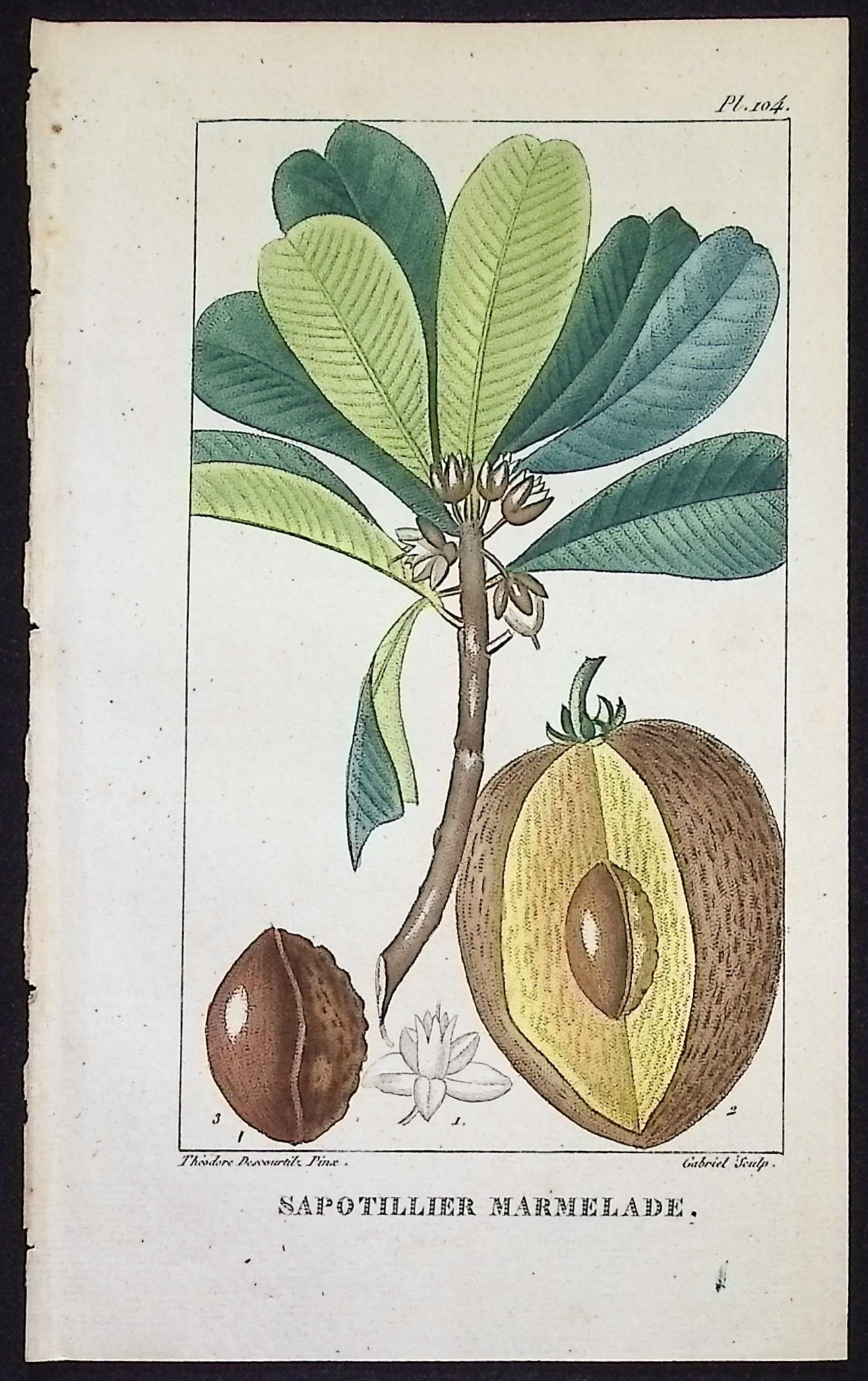 Descourtilz - 4 Botanical Engravings (Fruit)