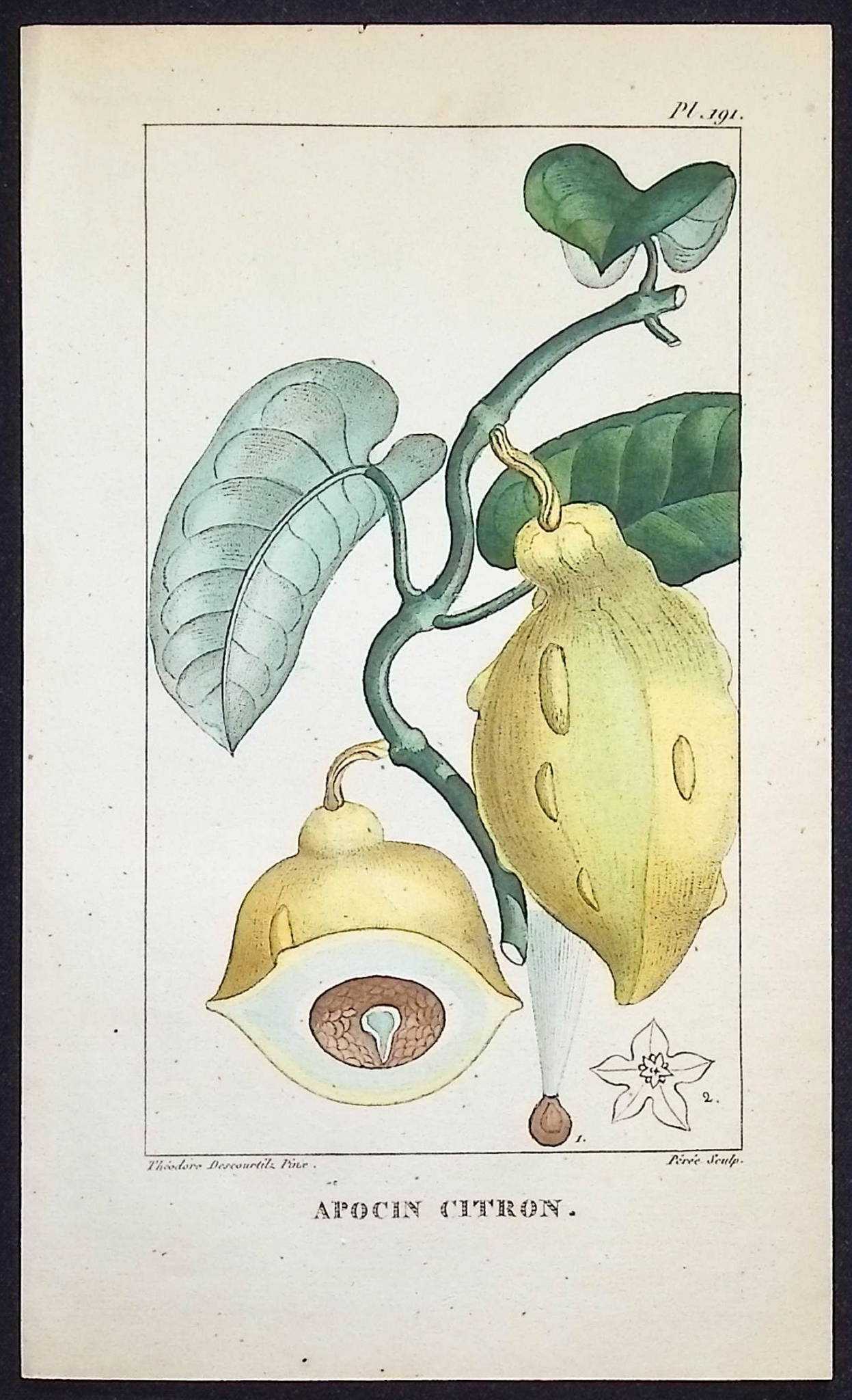 Descourtilz - 4 Botanical Engravings (Fruit)